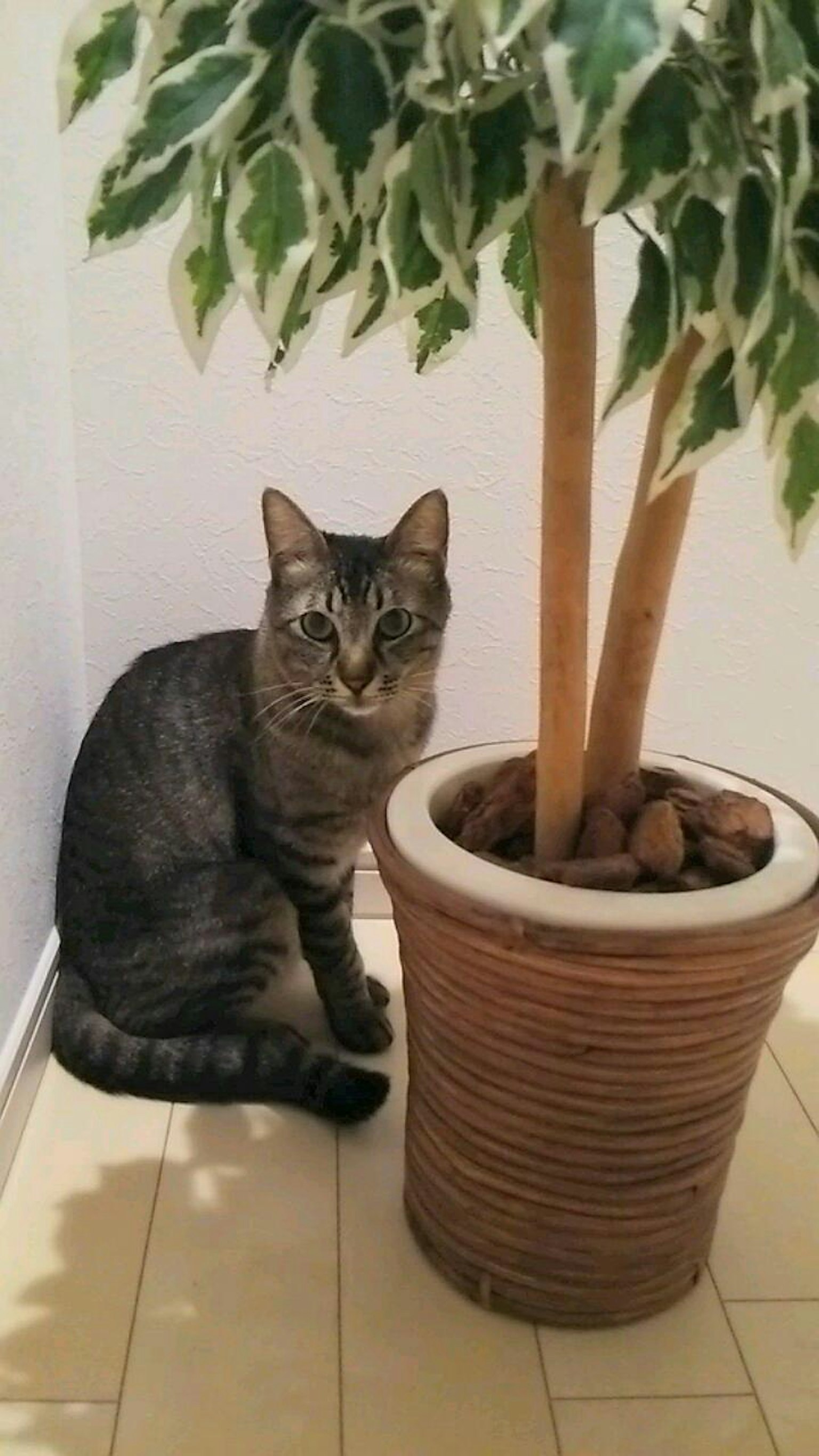 Un gatto seduto accanto a una pianta in vaso
