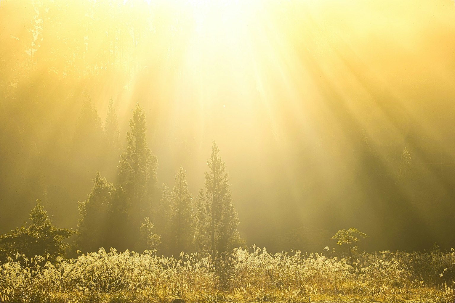 Sonnenlicht, das durch eine Waldlandschaft strömt, mit nebligen Bäumen und blühenden Wildblumen