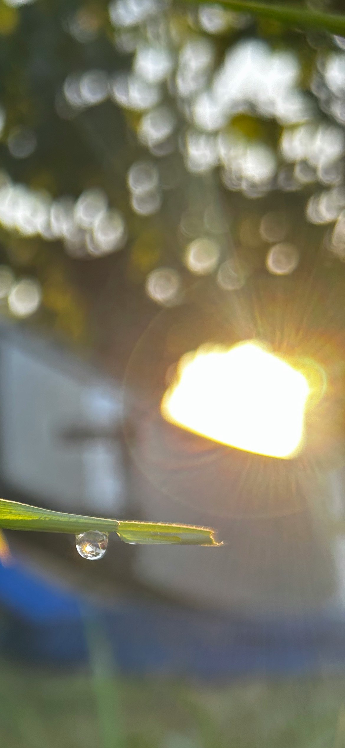 朝露のついた草のしずくと朝日がにじむ背景