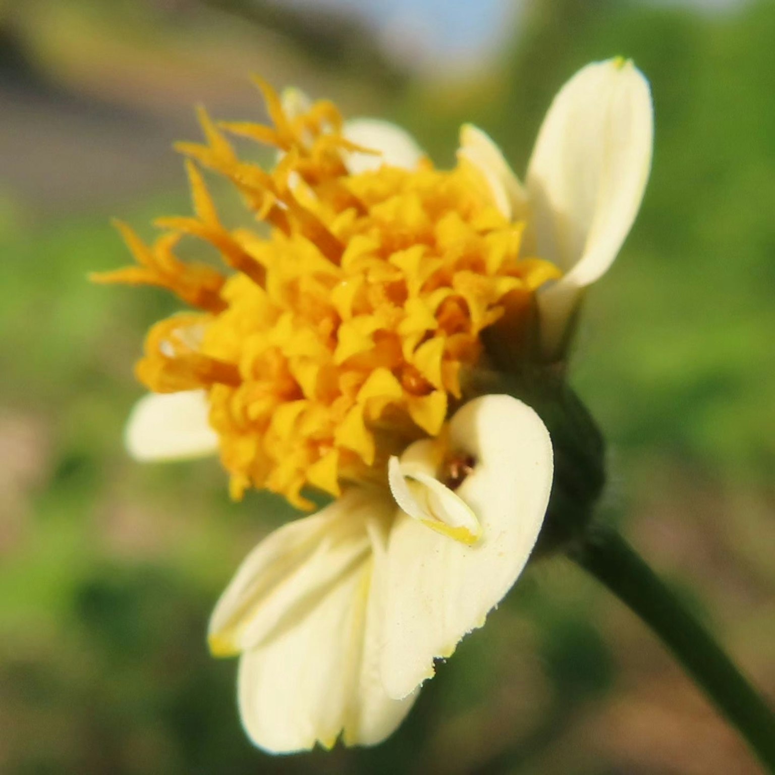 Close-up tanaman dengan bunga kuning dan kelopak kecil di tengah