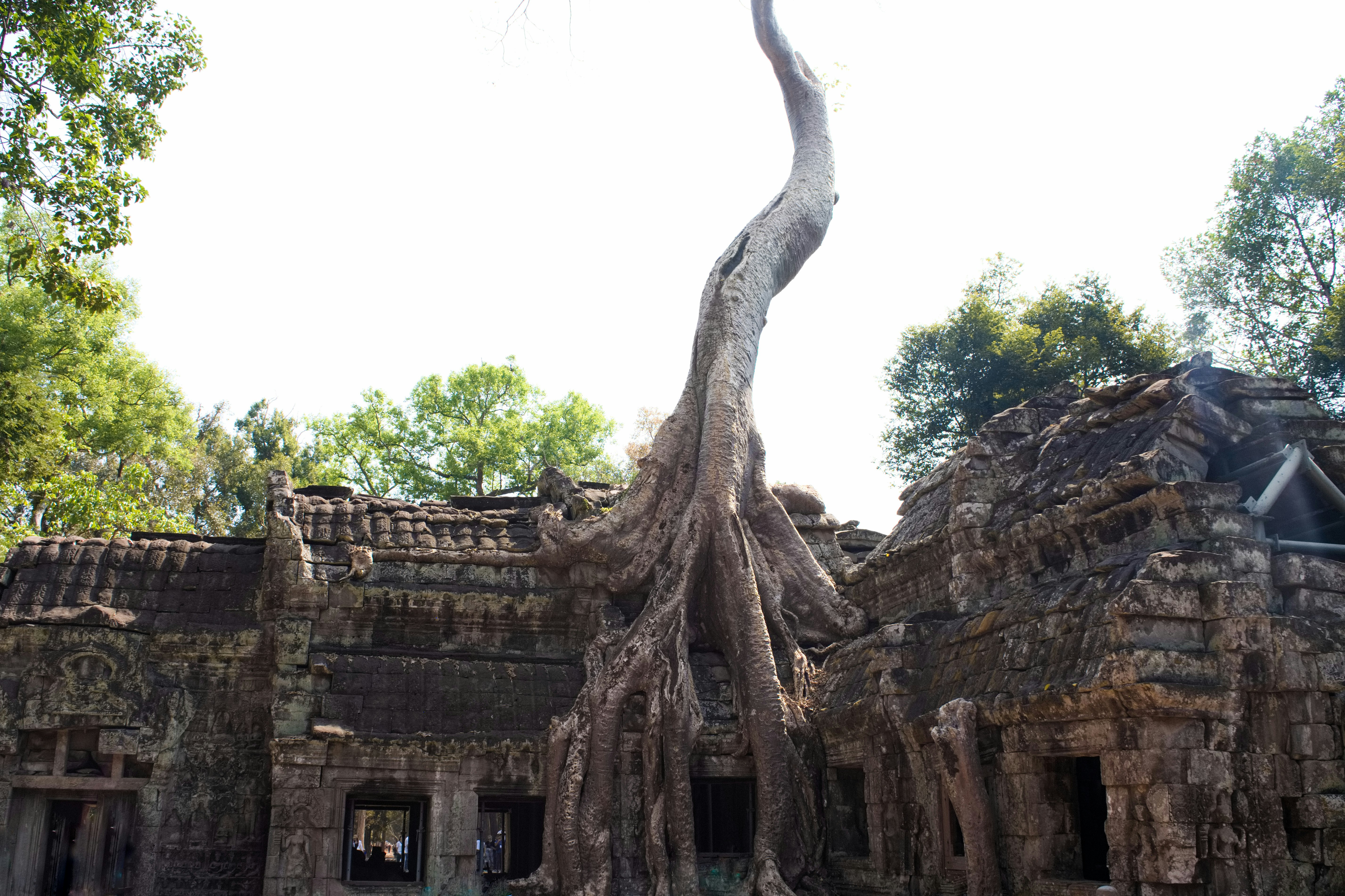 古代石質遺跡與巨大的樹根交織的景象