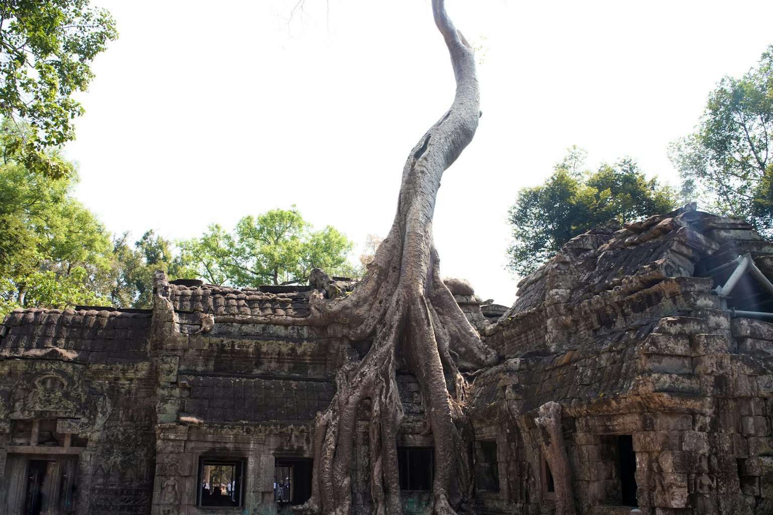 Massive tree roots entwined with ancient ruins