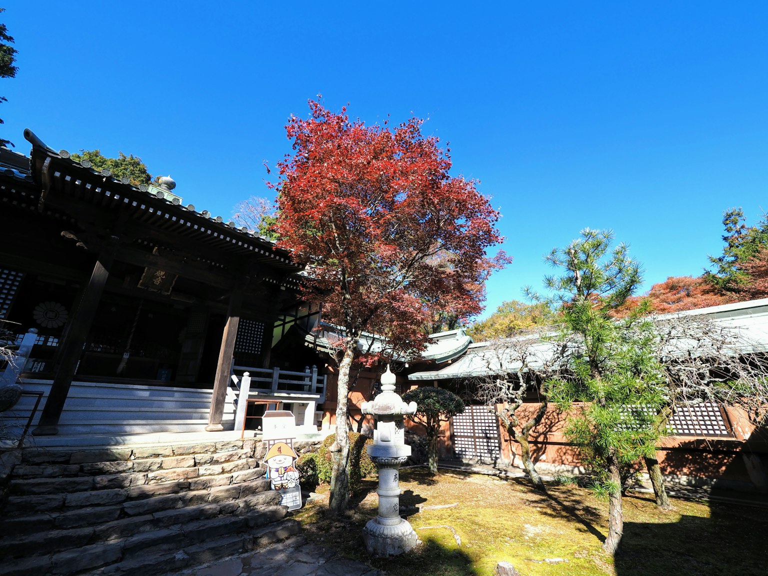 ทิวทัศน์ที่สวยงามของวัดญี่ปุ่นที่มีต้นเมเปิ้ลสีแดงสด