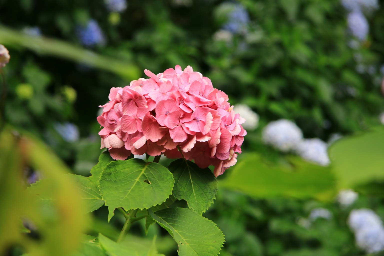 Fiore di ortensia rosa brillante circondato da foglie verdi