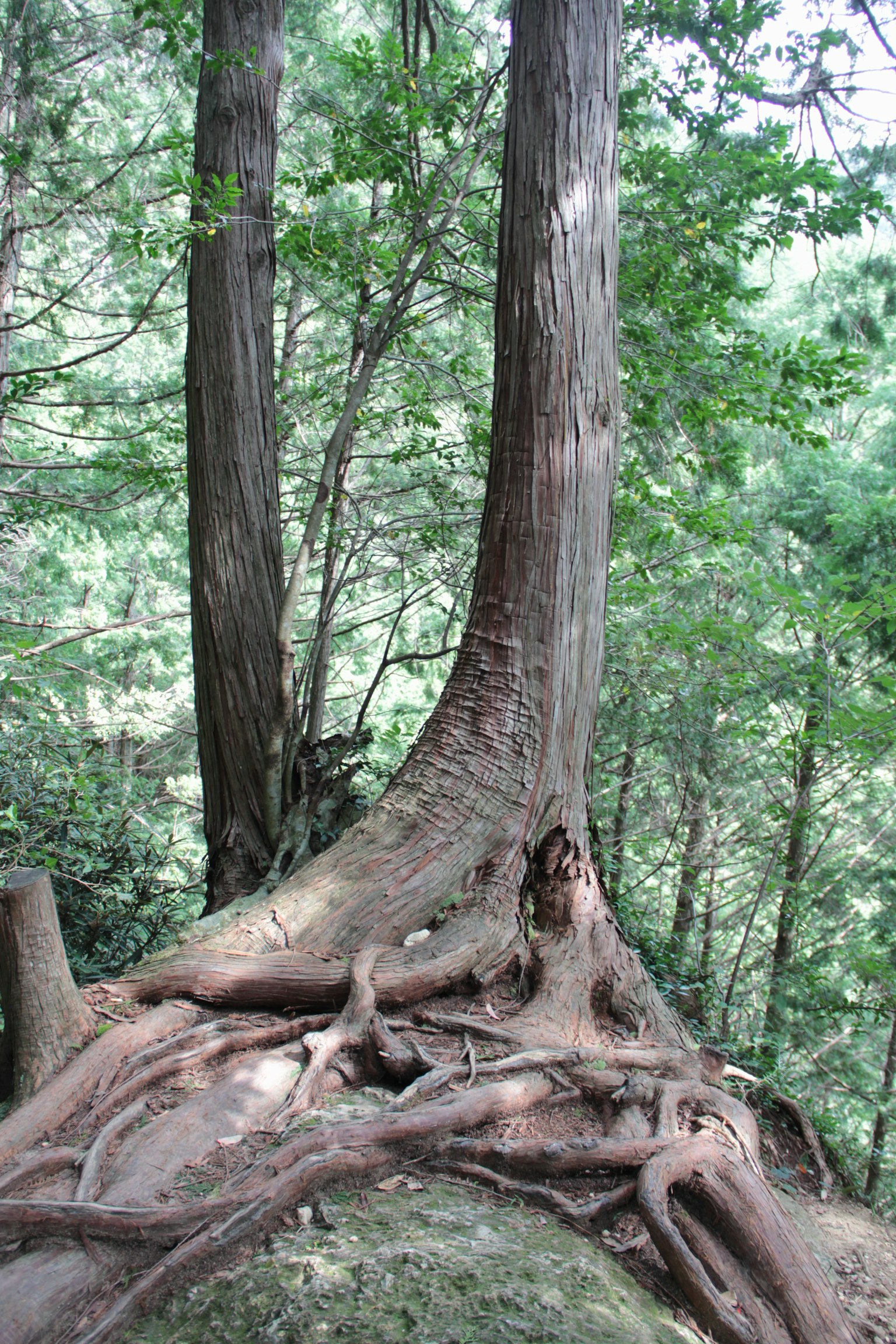 Image of a tree with a thick trunk and sprawling roots in a lush forest