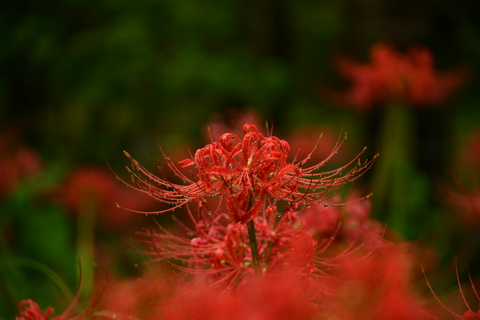 盛開的紅色彼岸花的美麗場景