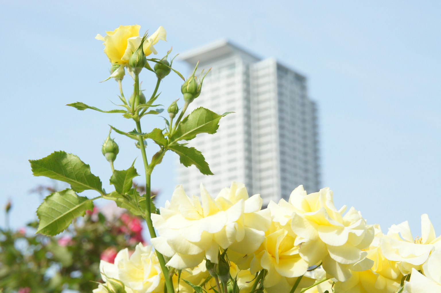 Gelbe Rosen mit einem Hochhaus im Hintergrund