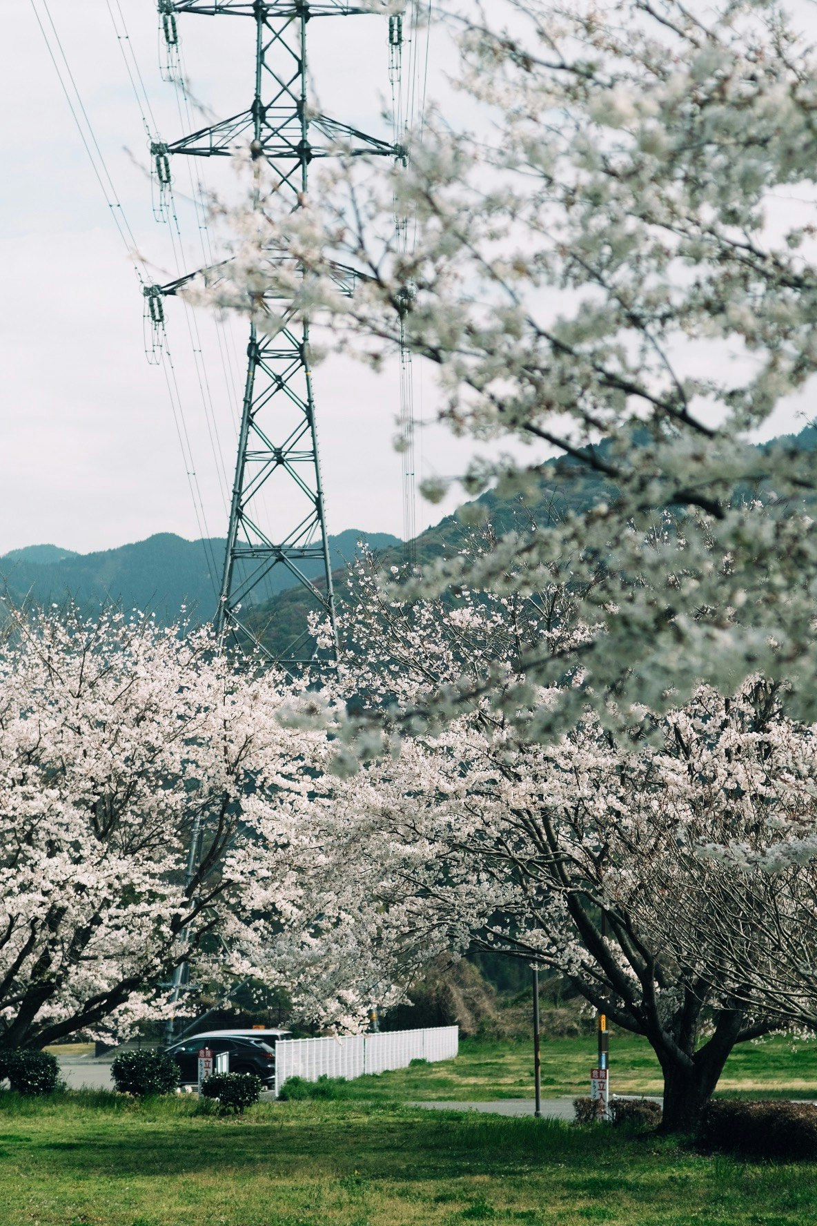 rural landscape with power lines and cherry blossoms