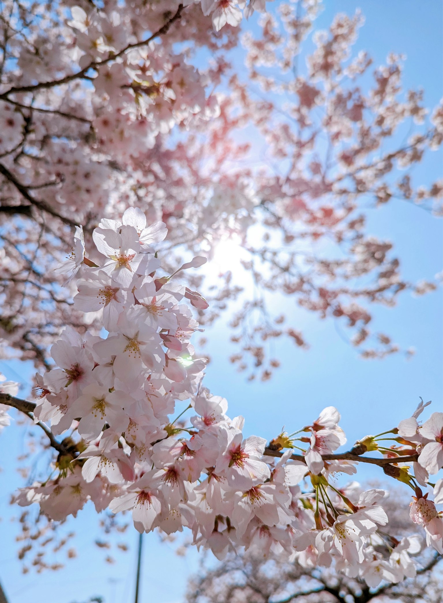 青空の下に咲く桜の花と輝く太陽