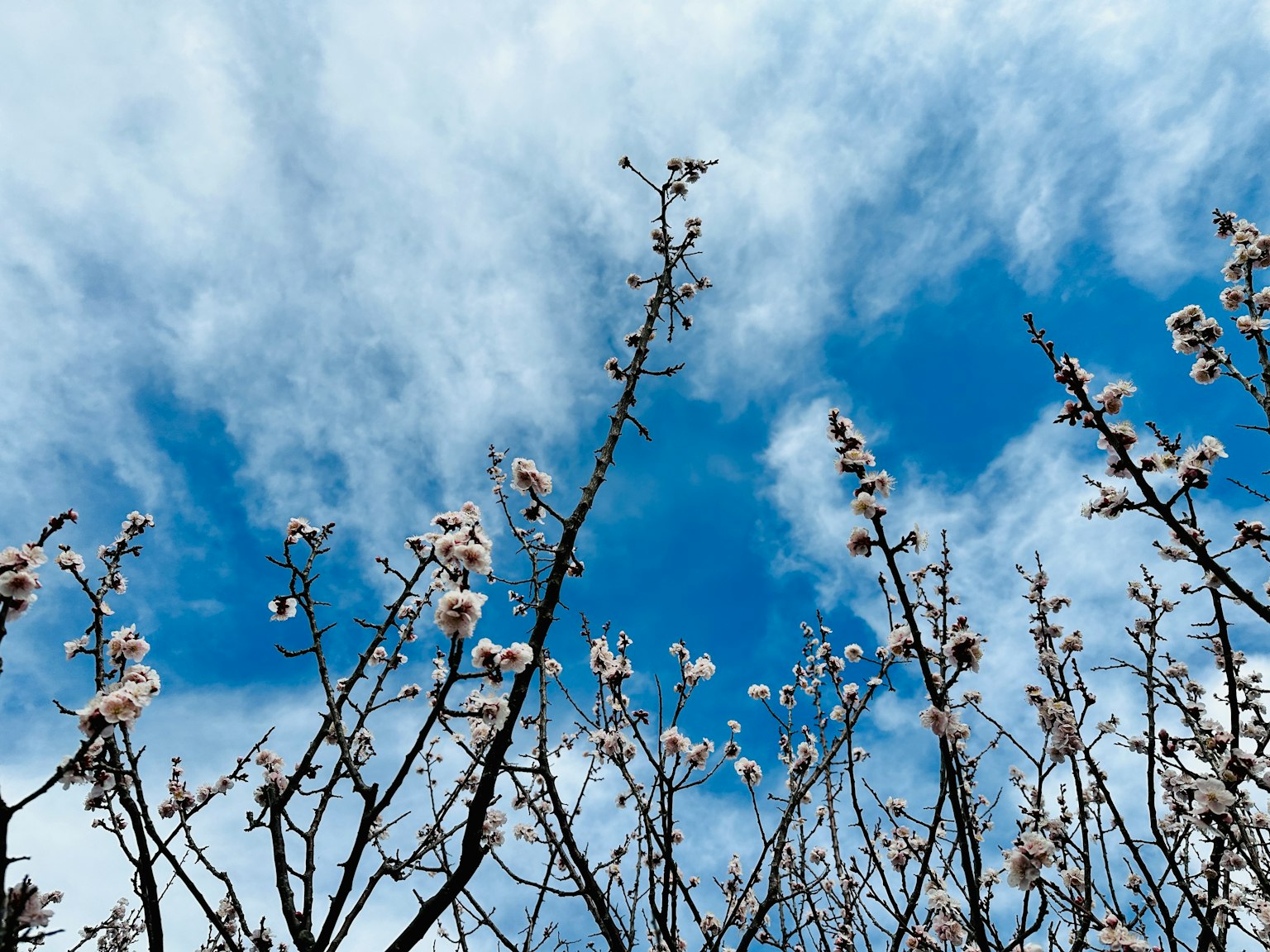 Blühende Baumäste vor blauem Himmel