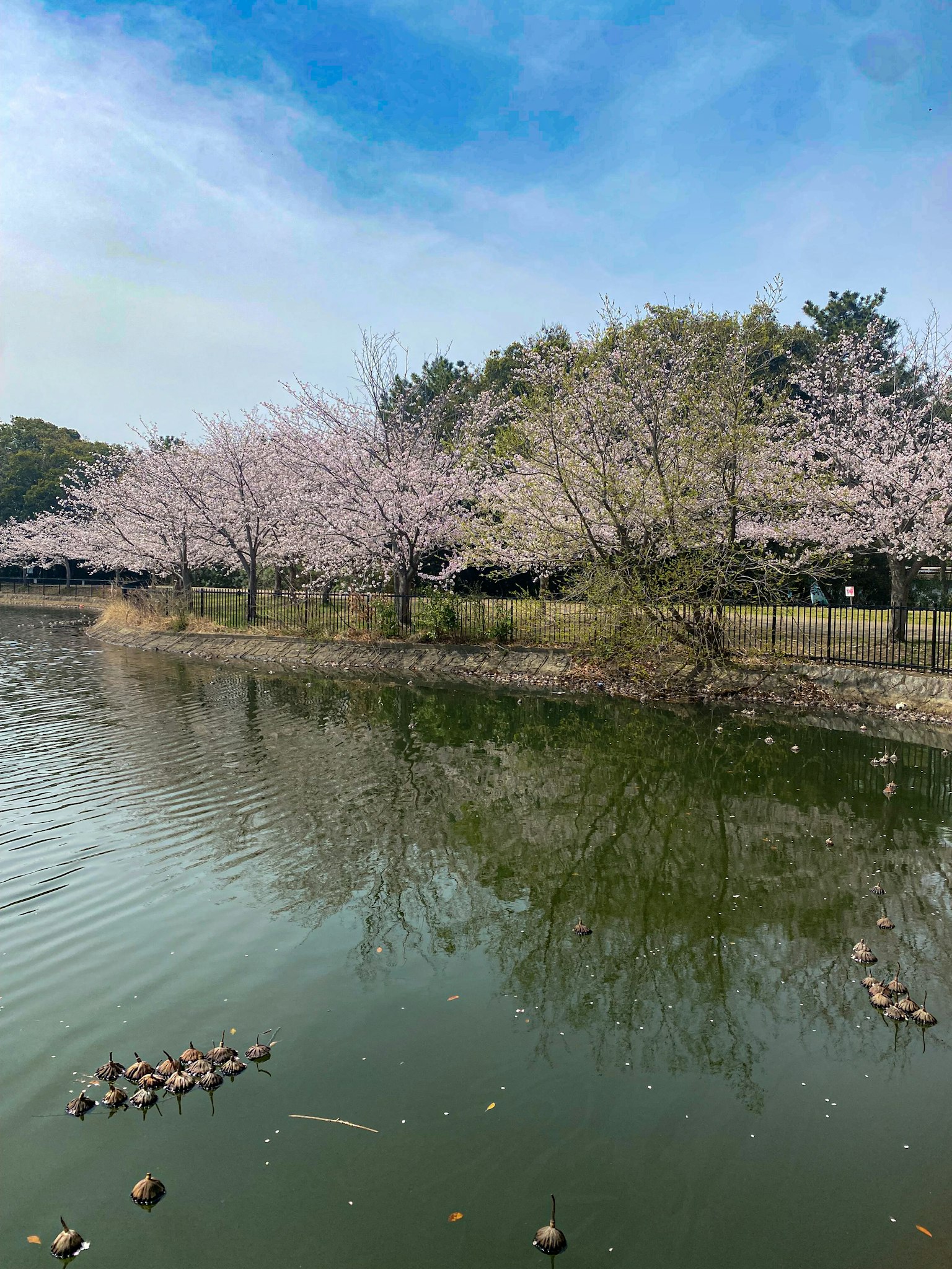 ทิวทัศน์สวยงามของต้นซากุระสะท้อนในน้ำ