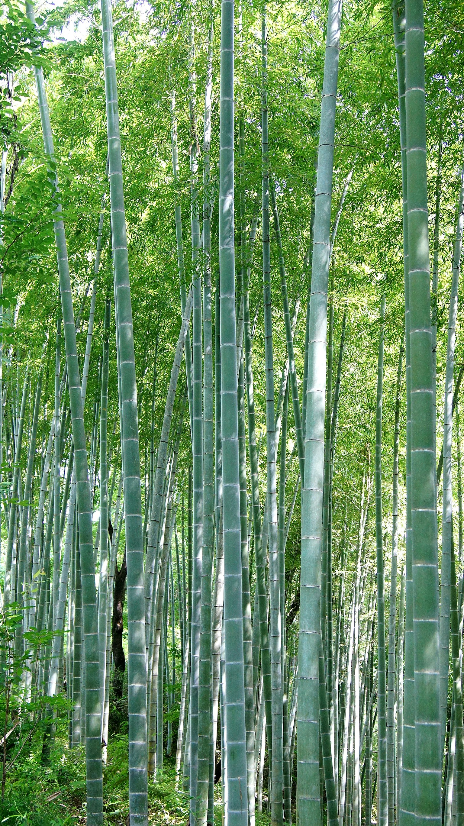 Una fitta foresta di bambù con alti steli di bambù verdi