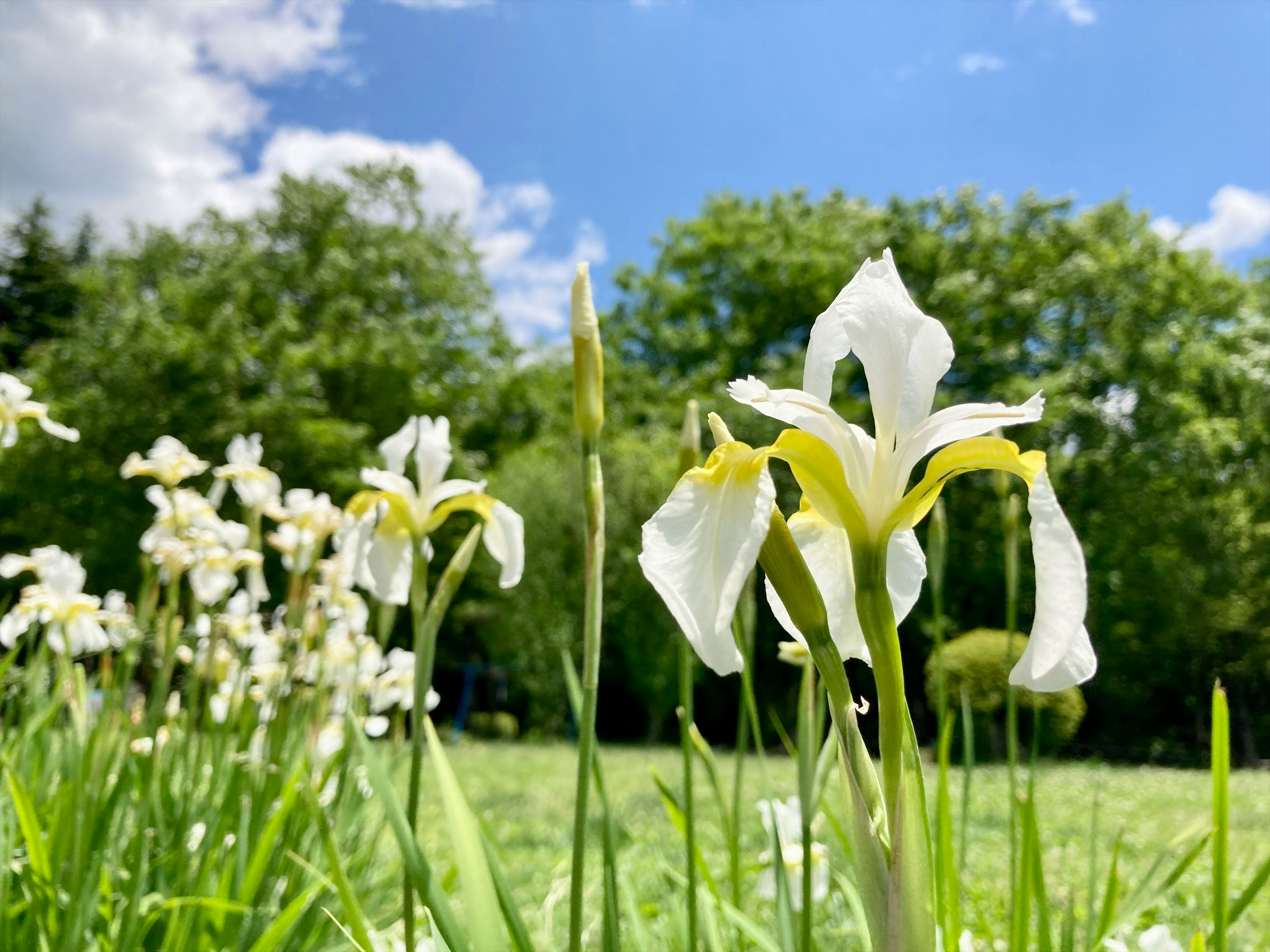 芝生の上で咲く白いアイリスの花畑