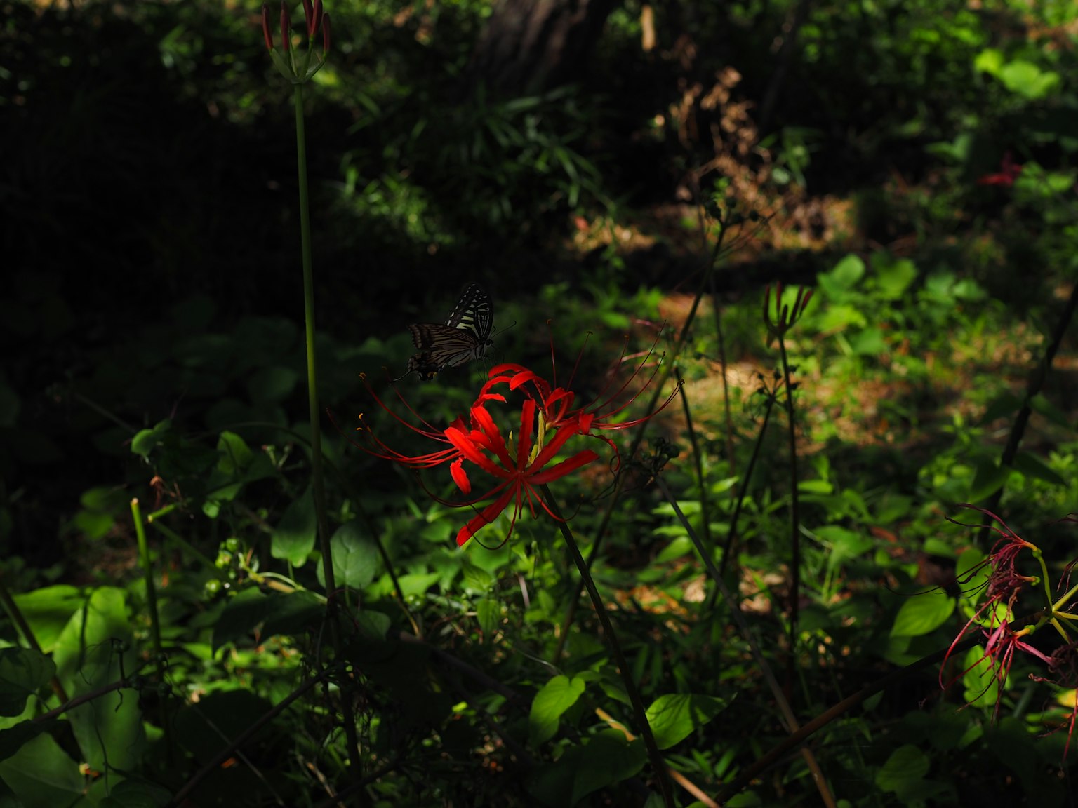 Una flor roja vibrante rodeada de un follaje verde exuberante