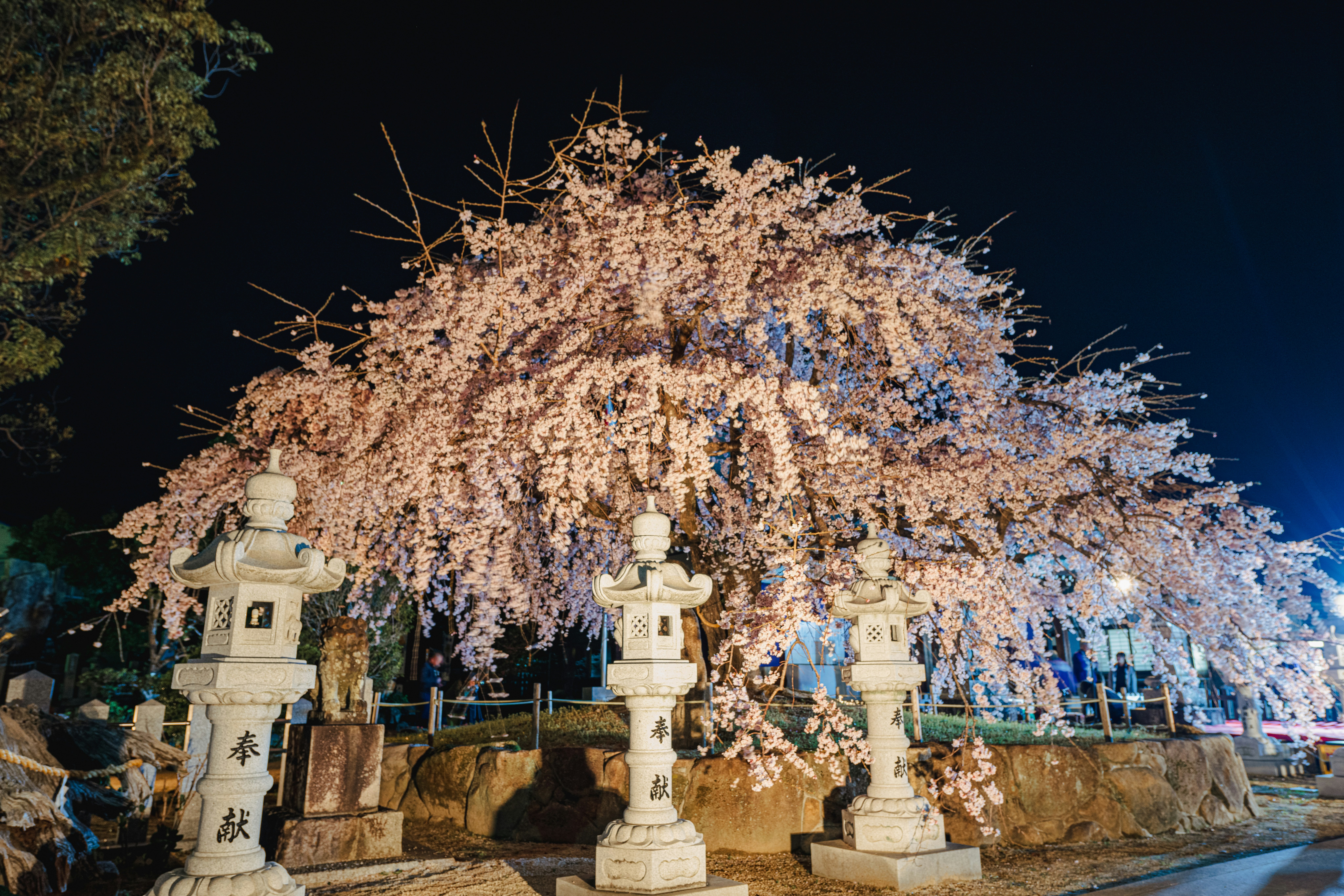 A beautiful cherry blossom tree illuminated at night with stone lanterns around it