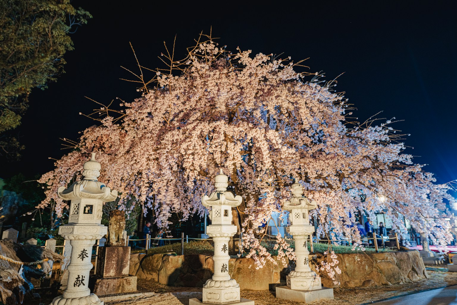 Pohon sakura yang indah diterangi di malam hari dengan lentera batu di sekitarnya
