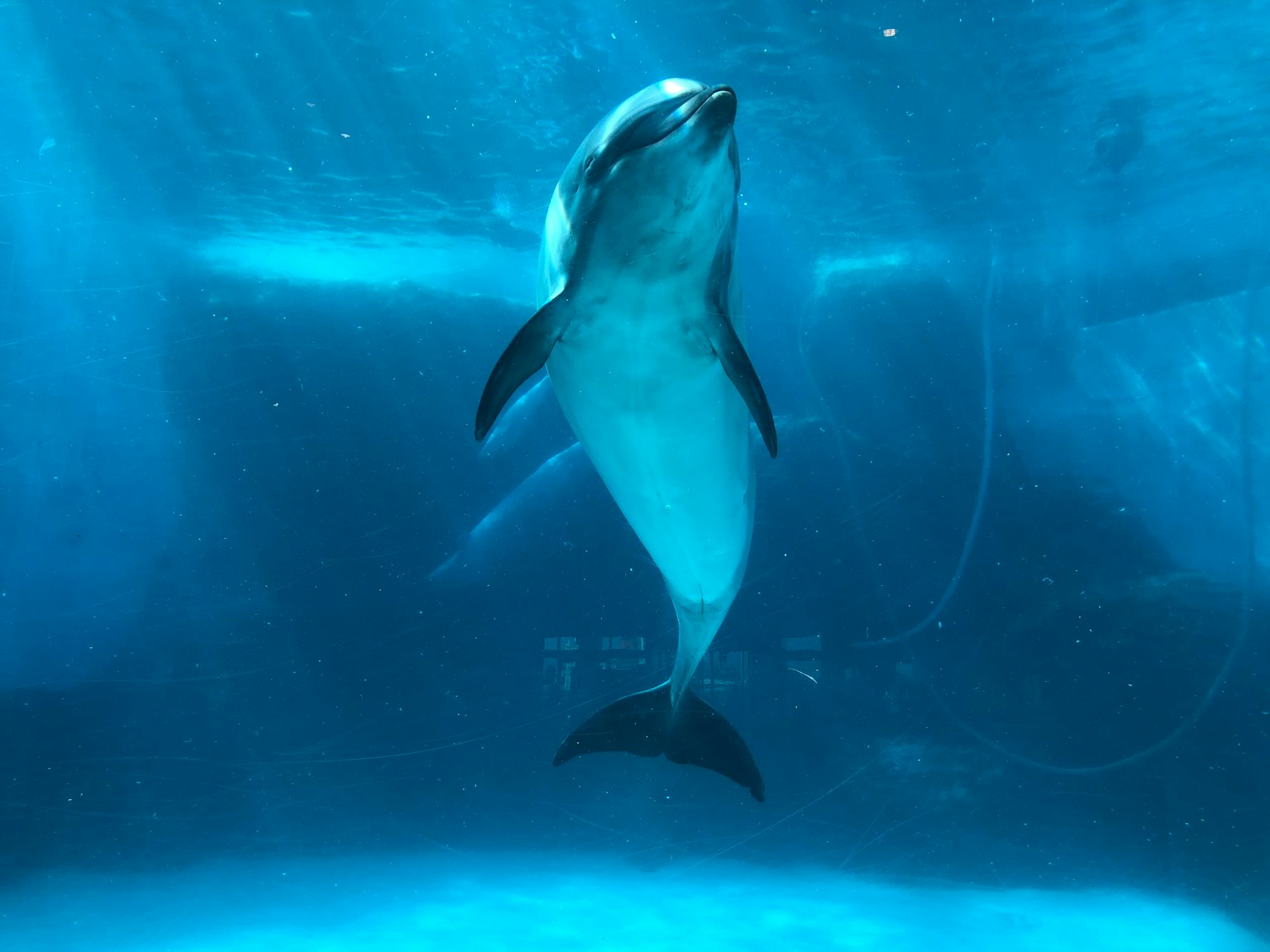 Acercamiento de un delfín nadando en el agua rodeado de tonos azules