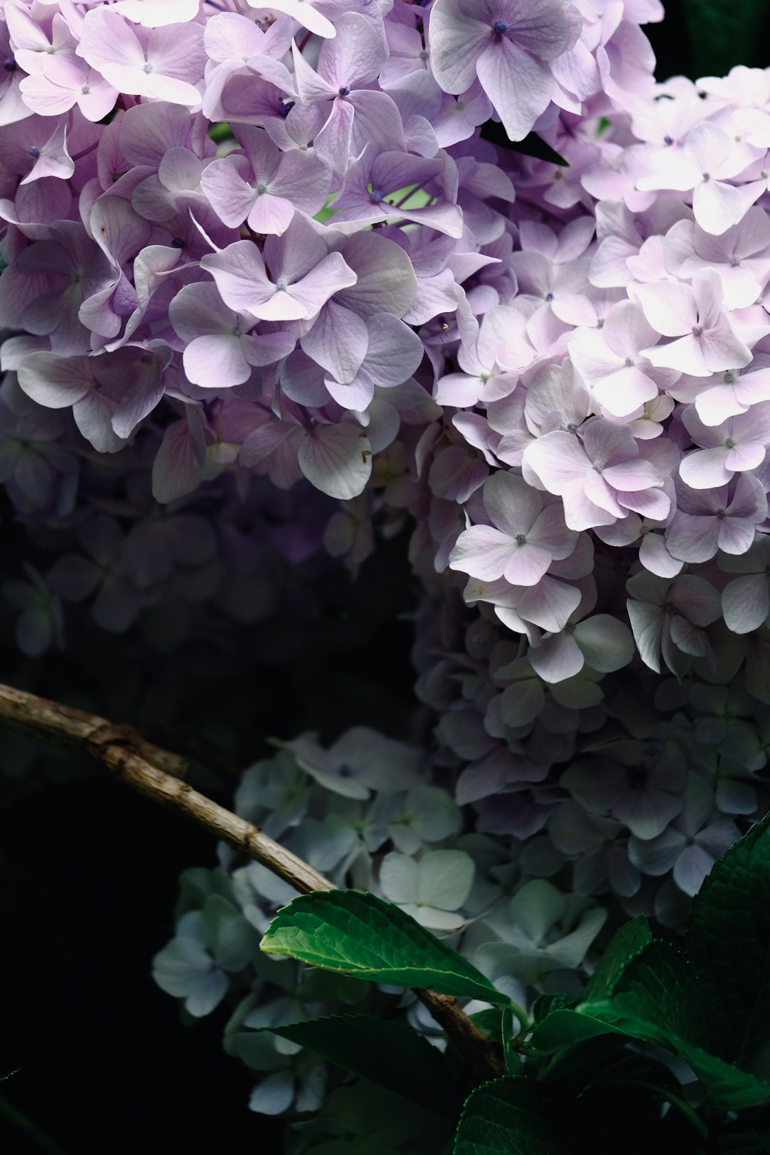 Kedekatan bunga hydrangea ungu muda dengan daun hijau
