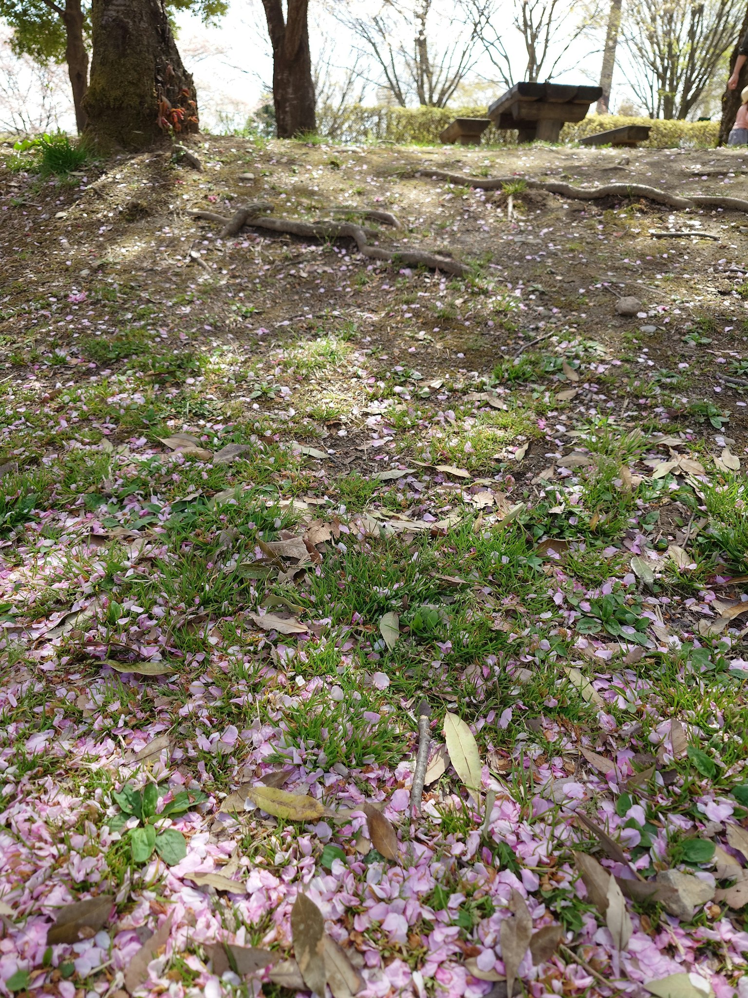 绿地上散落着粉色花瓣