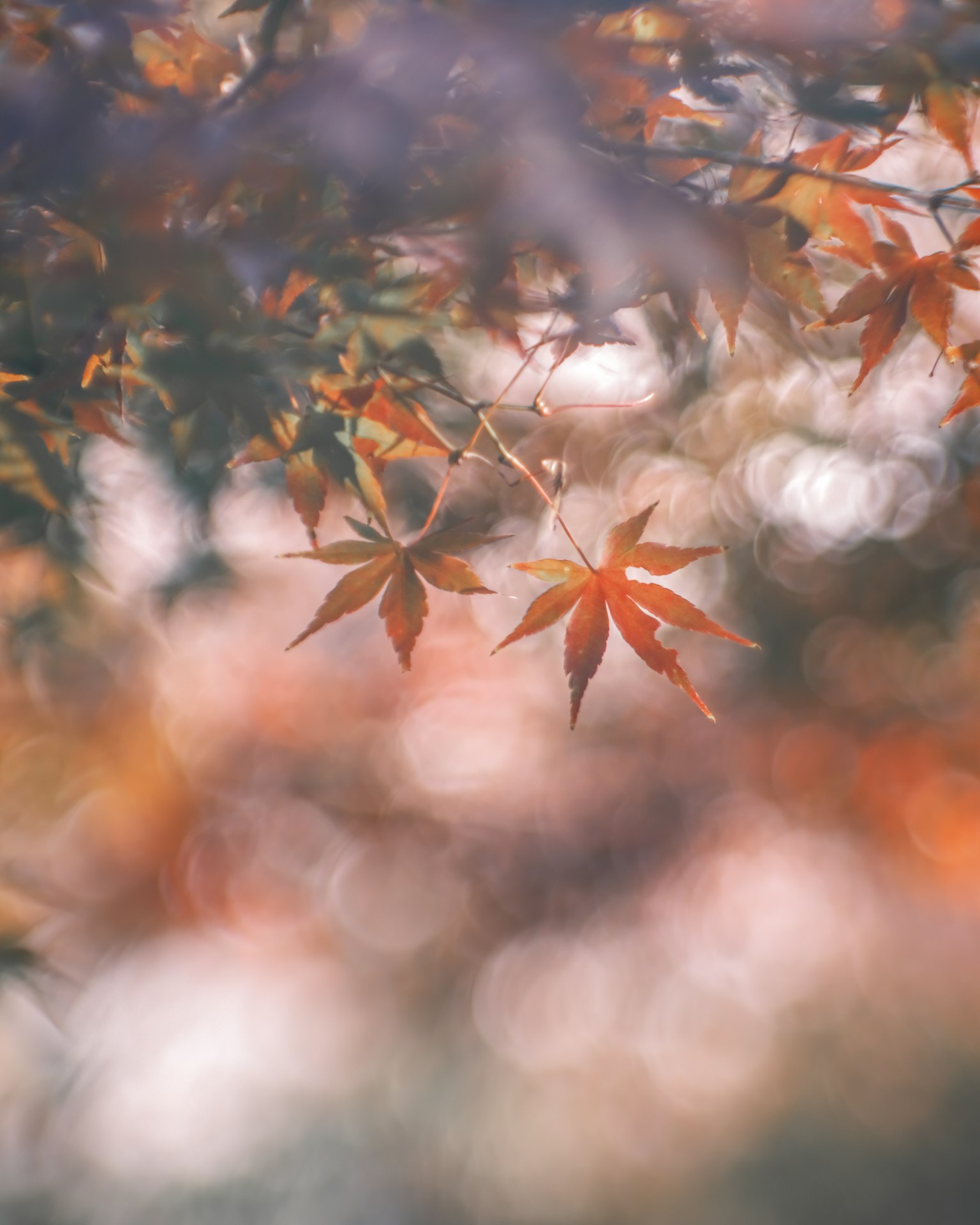 Schöne Herbstszene mit verschwommenem Hintergrund und bunten Ahornblättern
