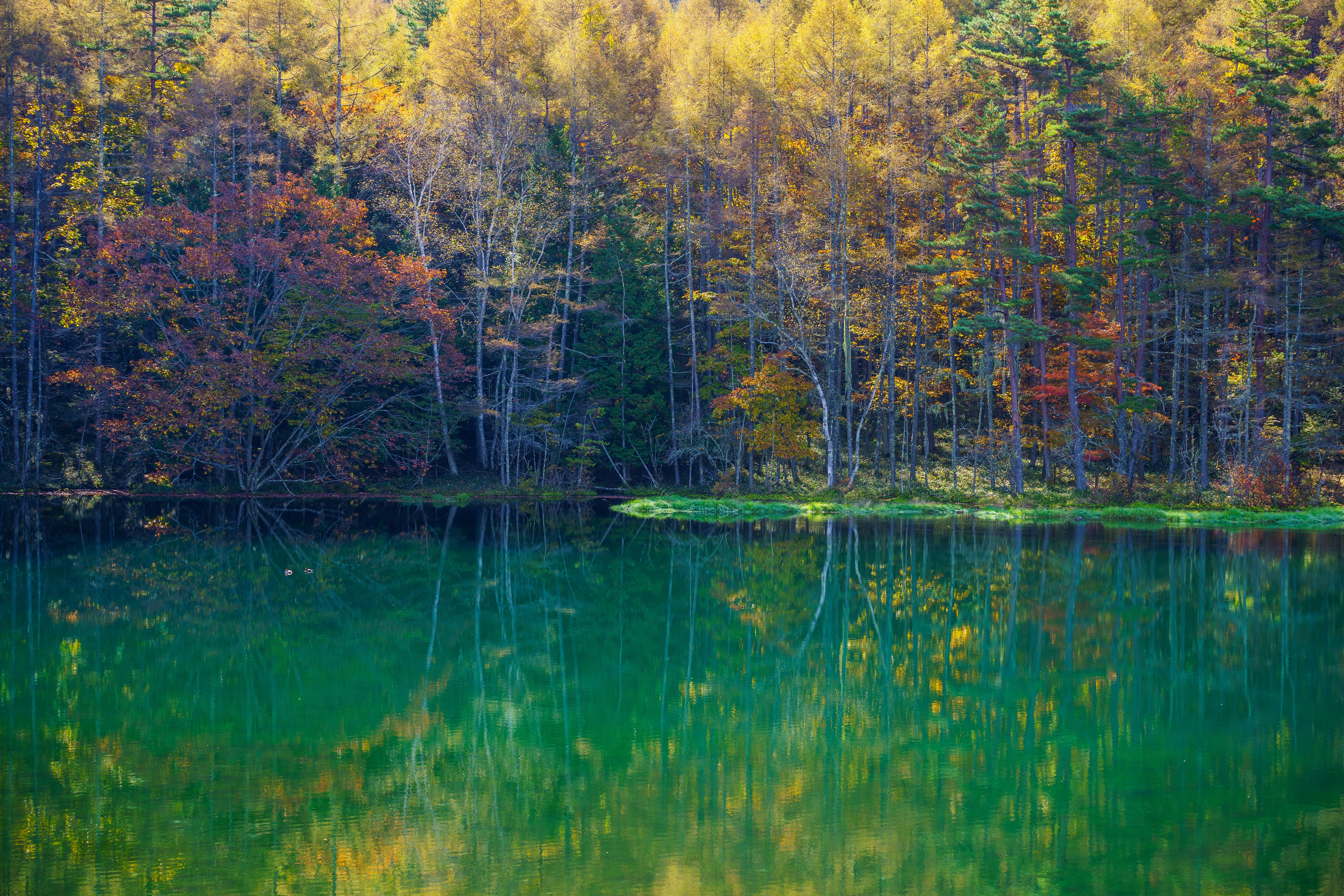 御射鹿池の秋の水辺と森の紅葉