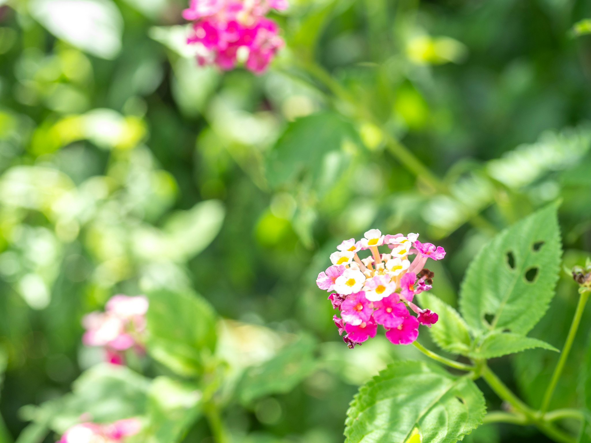 ピンクの花と緑の葉がボケた庭の風景