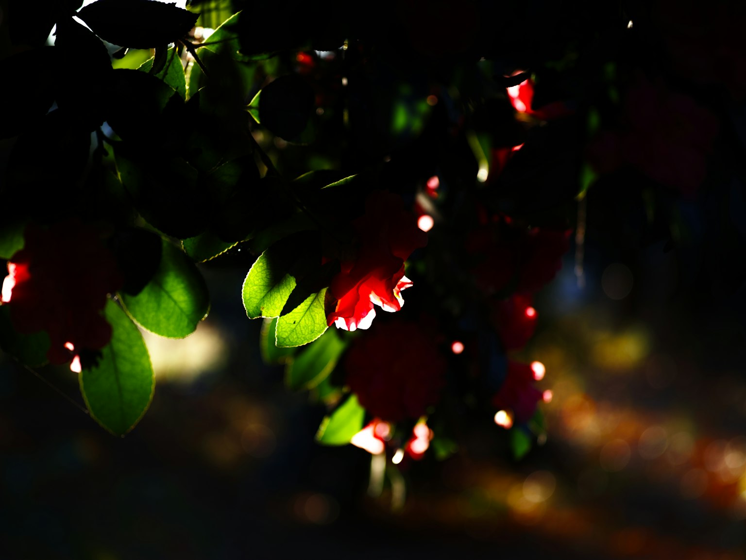 ภาพสวยของดอกไม้สีแดงและใบเขียวบนพื้นหลังมืด