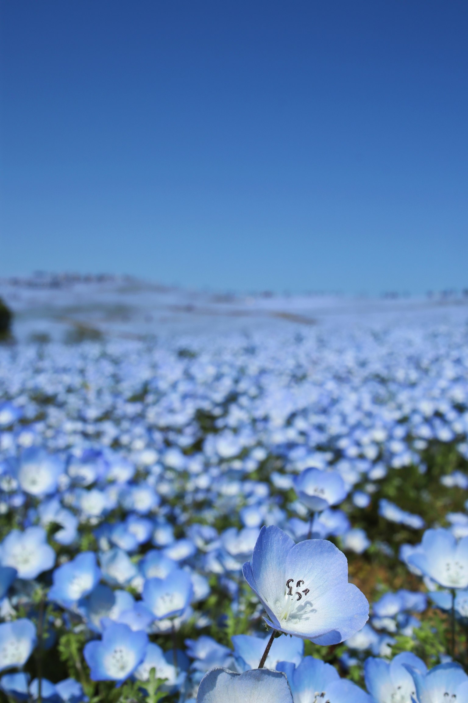 Feld mit blauen Blumen unter einem klaren blauen Himmel