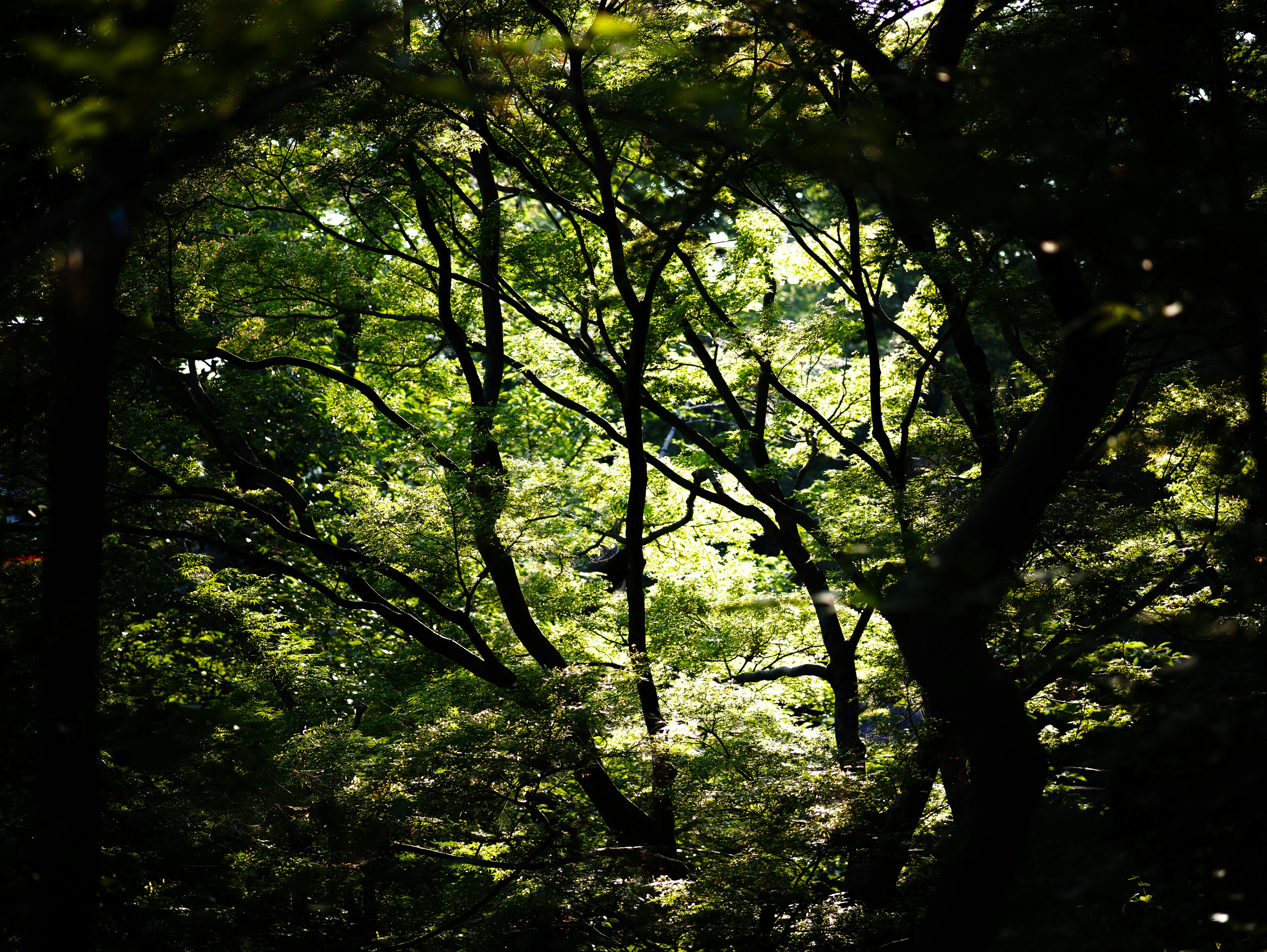 chioma di foresta verde con rami intrecciati
