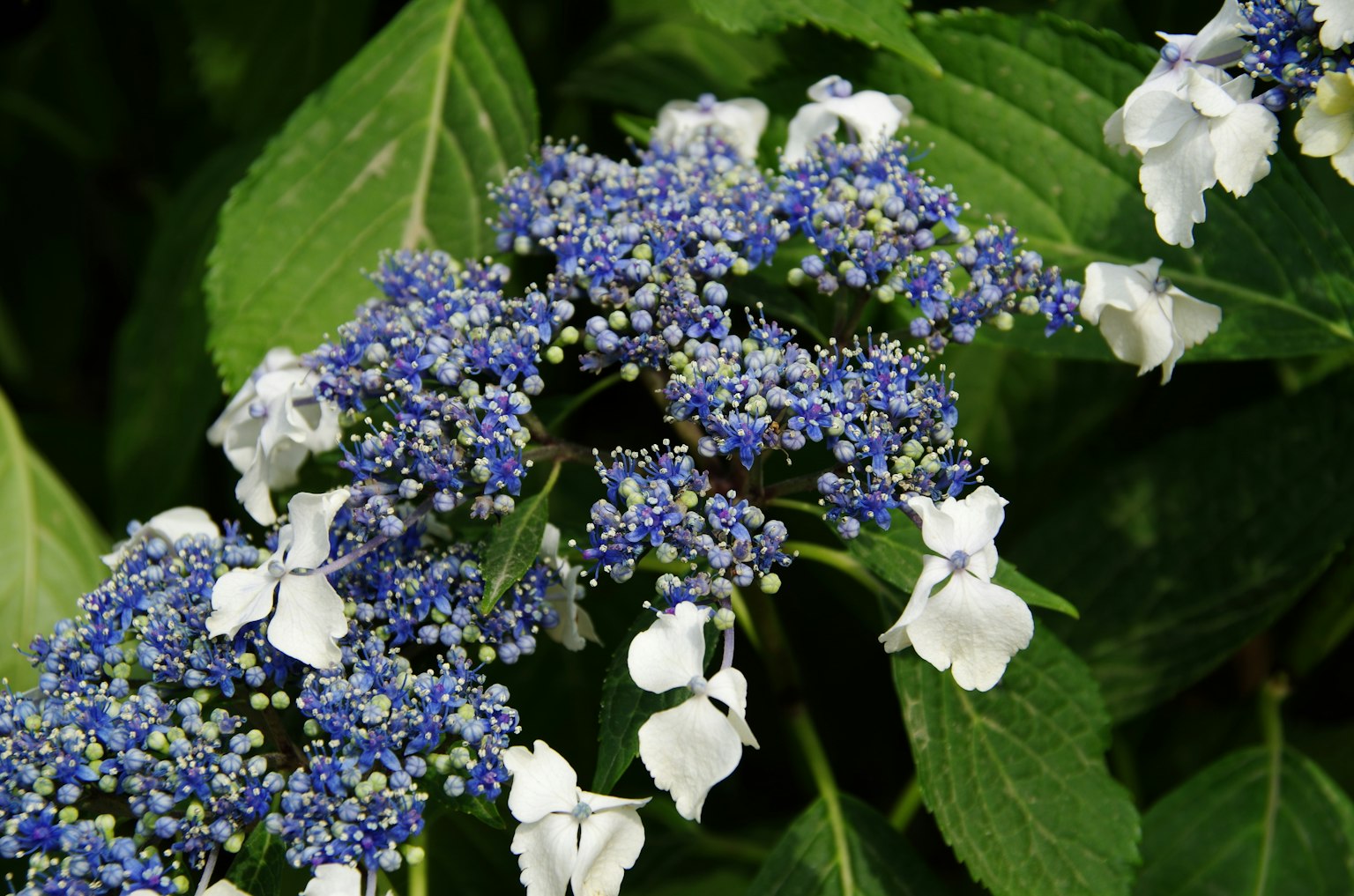 Kedekatan bunga hydrangea dengan kelopak biru dan putih
