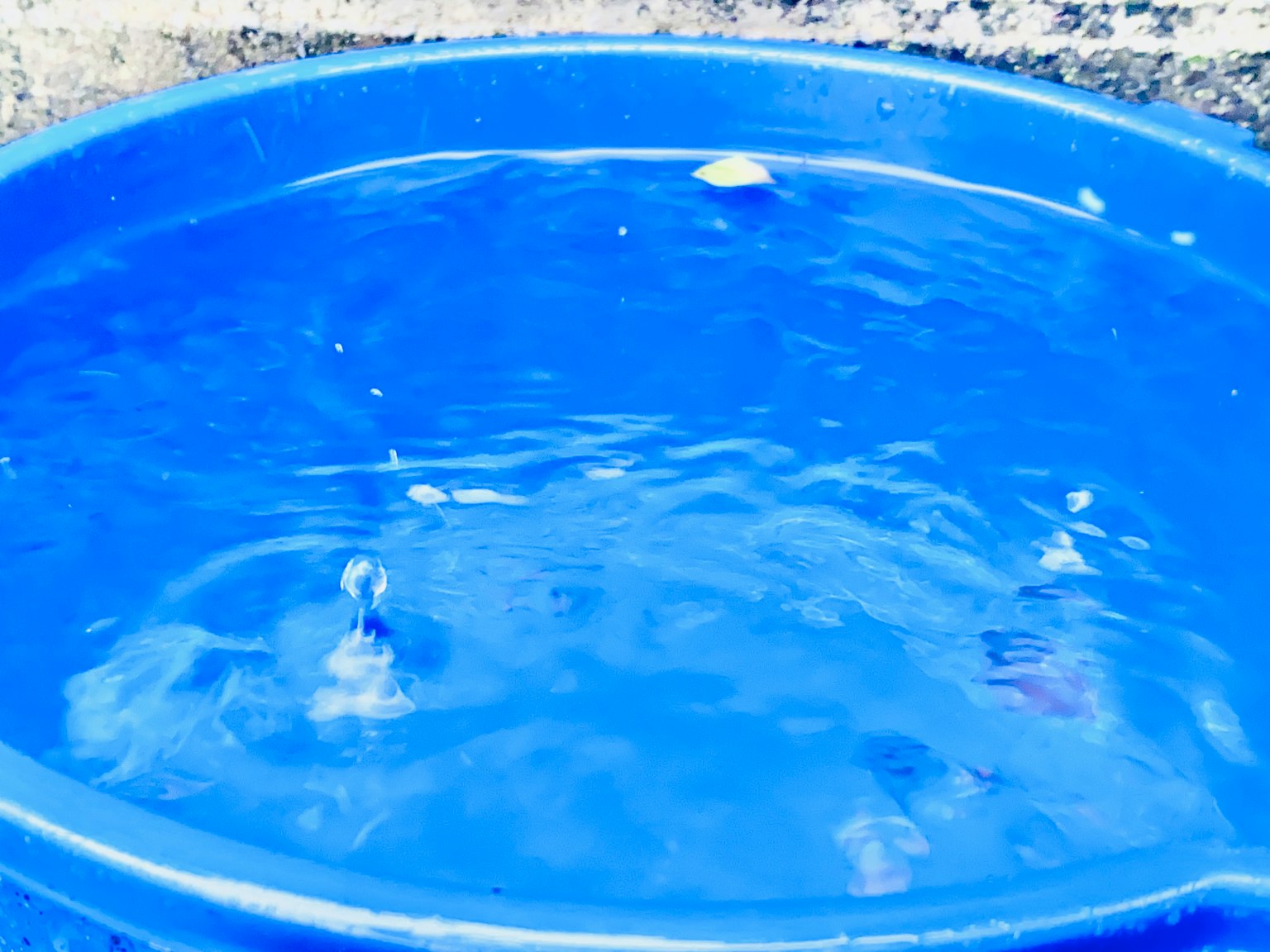 Image of a blue bucket filled with water rippling on the surface