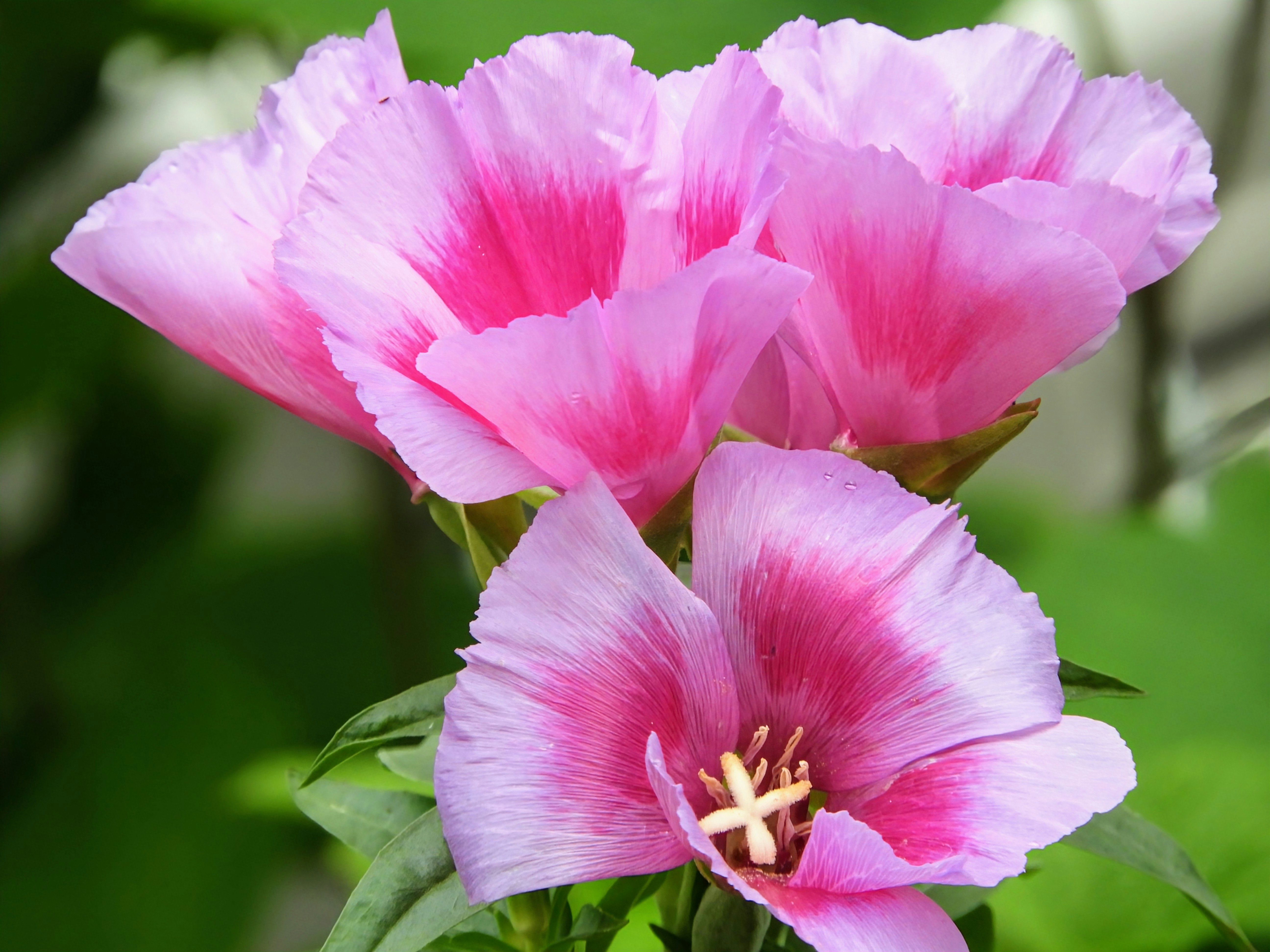 ピンクのゴデチアの花のクローズアップ