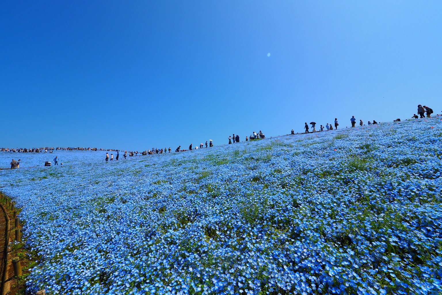 ภาพทิวทัศน์ของดอกไม้สีฟ้าบนเนินเขากับผู้คน