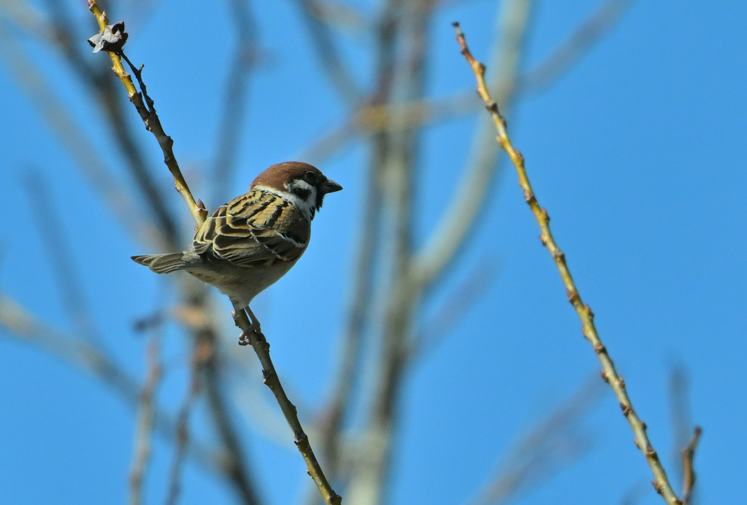 Ein kleiner Vogel, der einem Spatz ähnelt, sitzt auf einem Zweig unter einem blauen Himmel