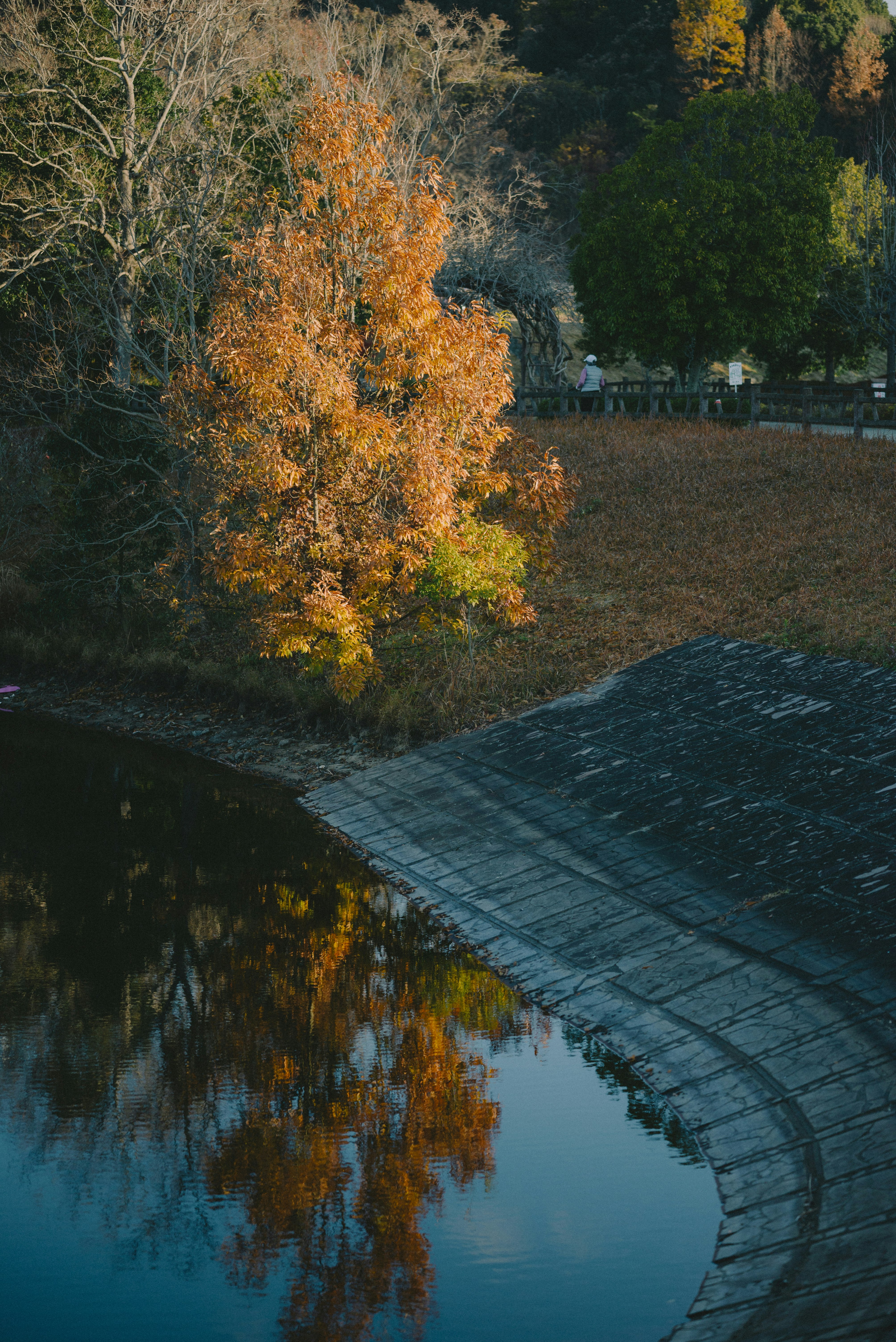 Reflets d’arbres d’automne dans un étang avec un sentier sinueux