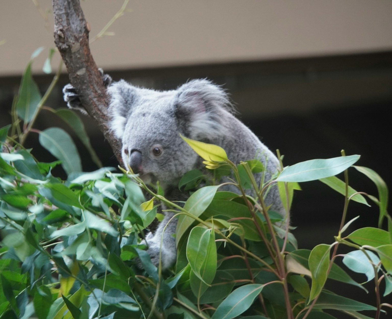 Un koala perché sur une branche entourée de feuilles vertes