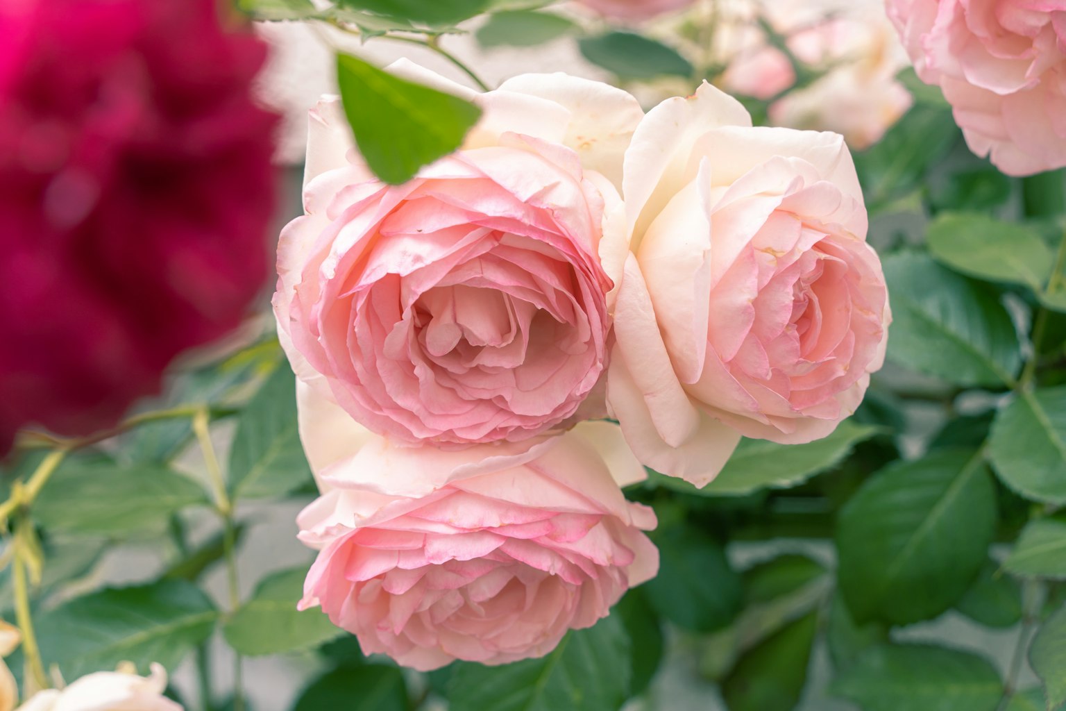 Hermosa foto de rosas rosadas en flor