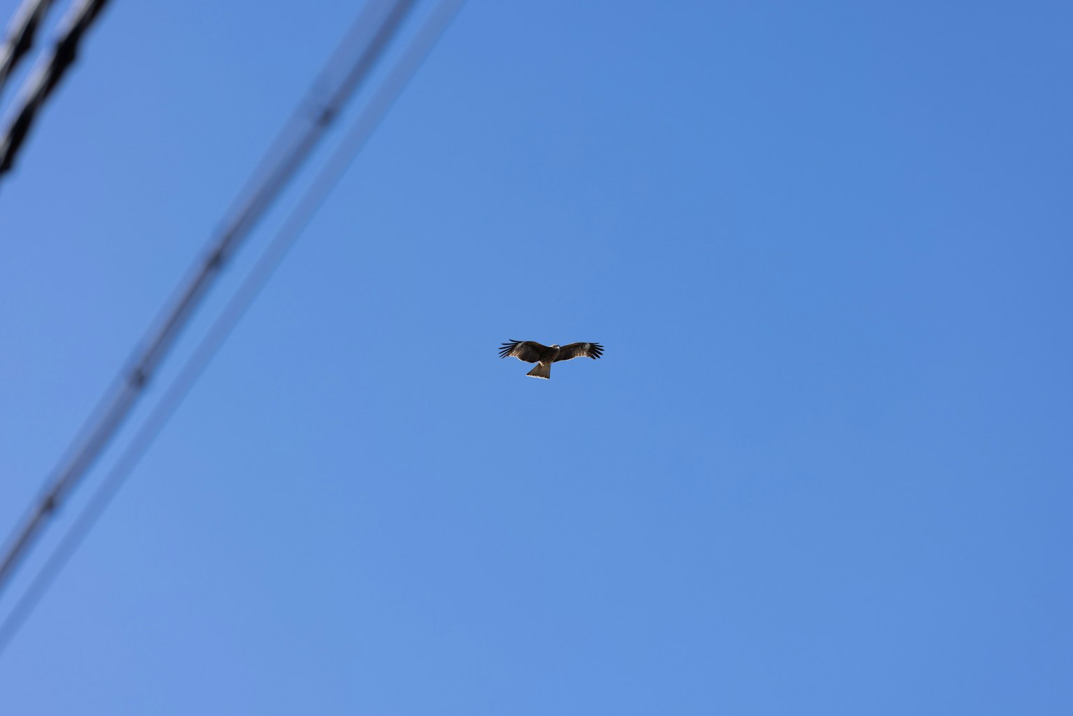 Silhouette di un uccello che vola nel cielo blu con linee elettriche