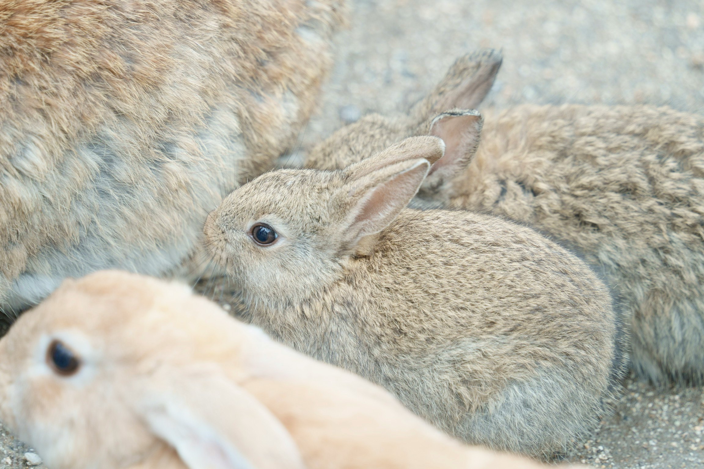 Lapins qui se blottissent sur l’herbe à Ōkunoshima