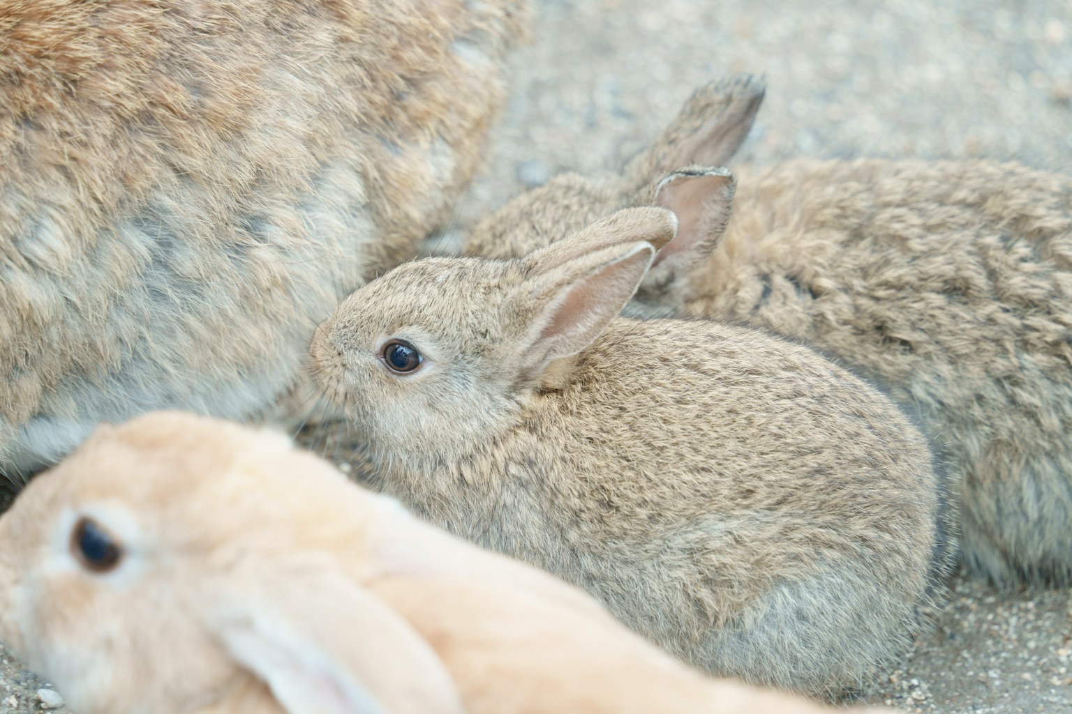 Small rabbits huddled together near larger rabbits