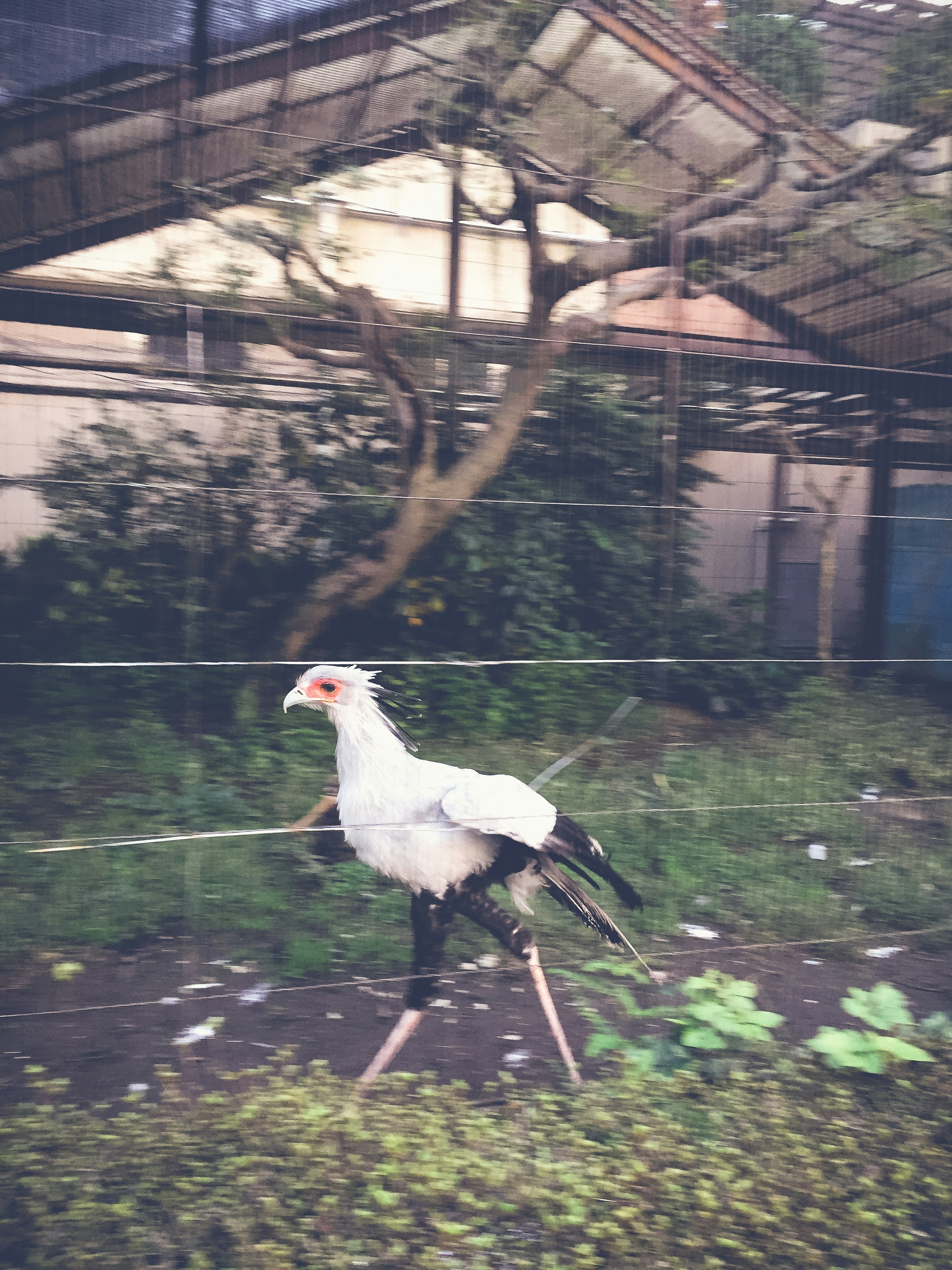籠子裡的白色鸚鵡狀鳥