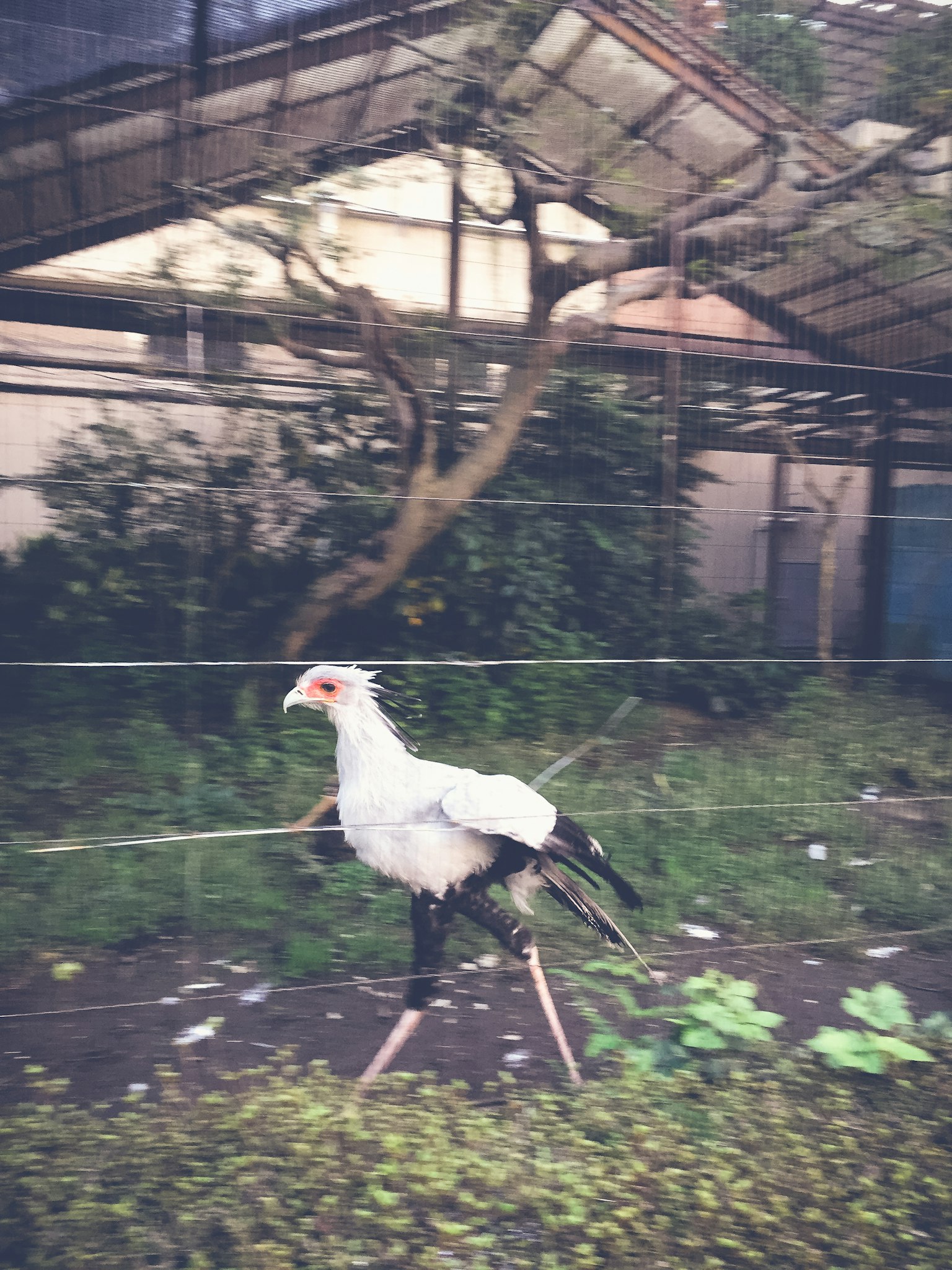 Ein Vogel mit weißen Federn, der über einen grasbewachsenen Boden geht