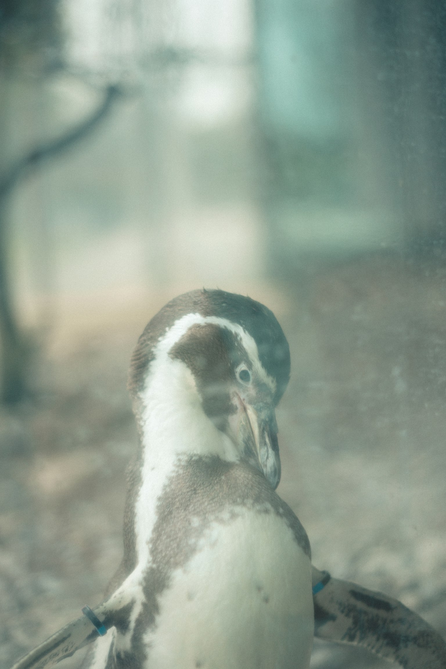 Un'immagine sfocata di un pinguino che si gira
