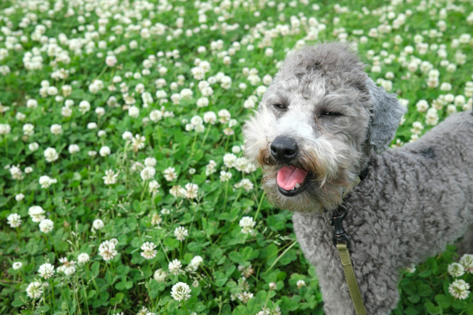 Grauer Hund lächelt zwischen weißen Kleeblumen auf grünem Gras