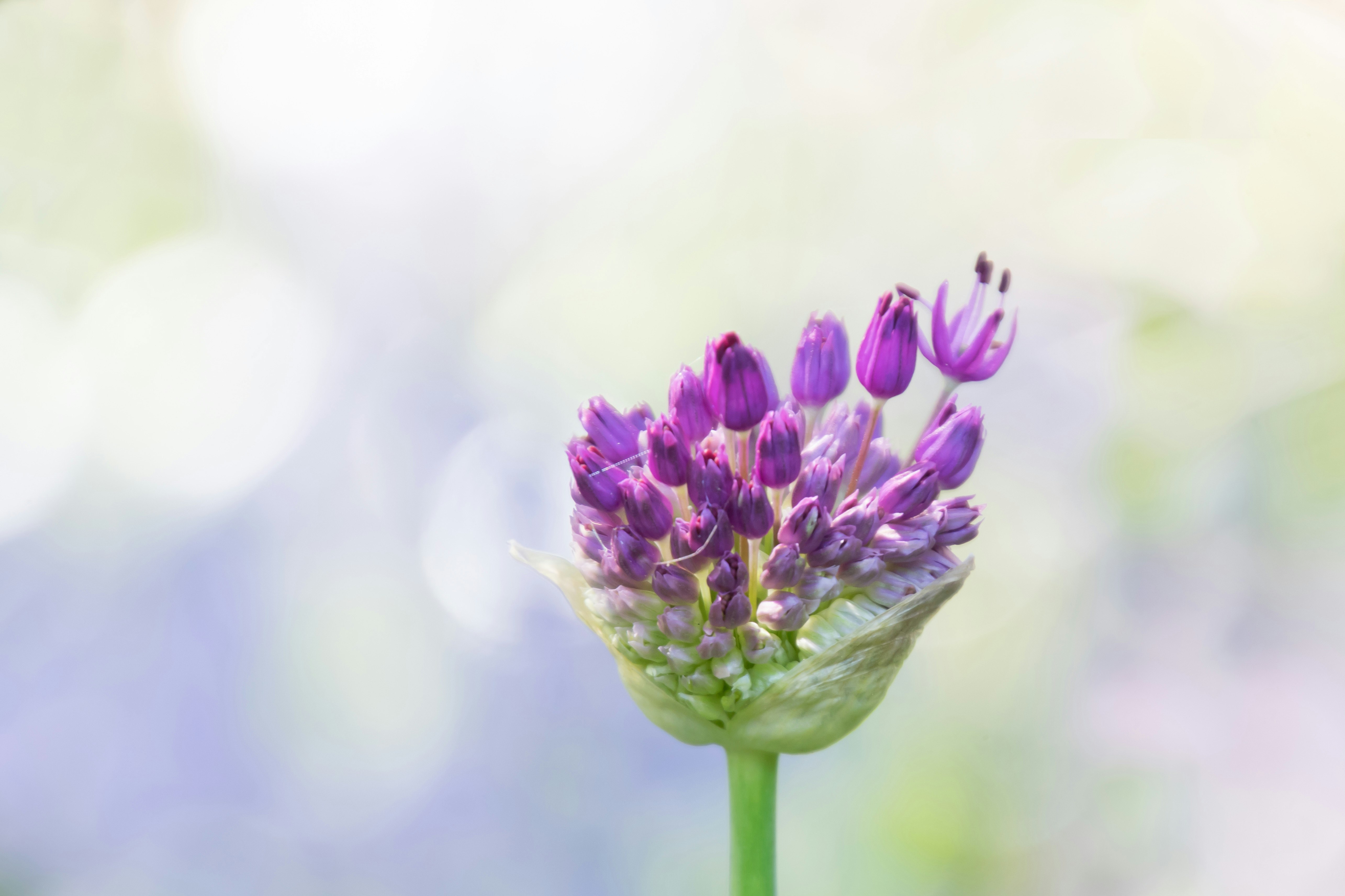 バンデューセン植物園のアリウムの花とボケ背景