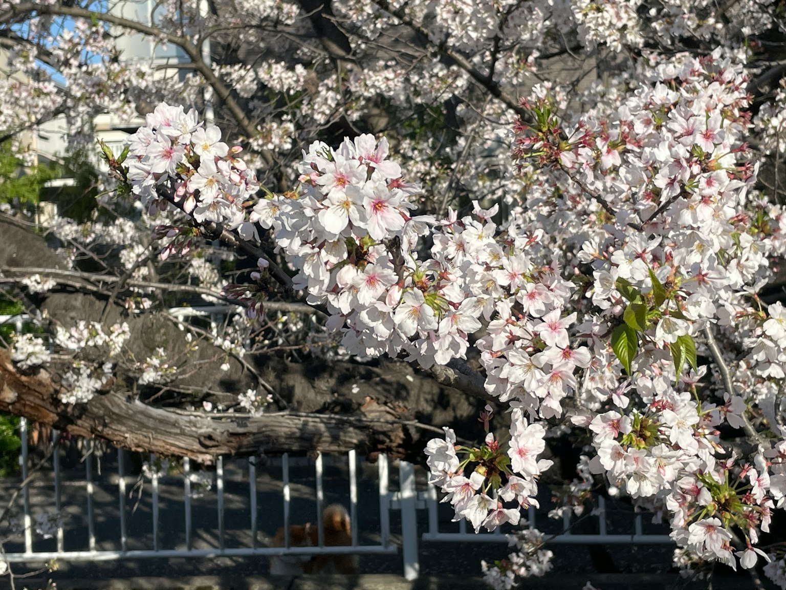 盛开的樱花树和背景中的围栏