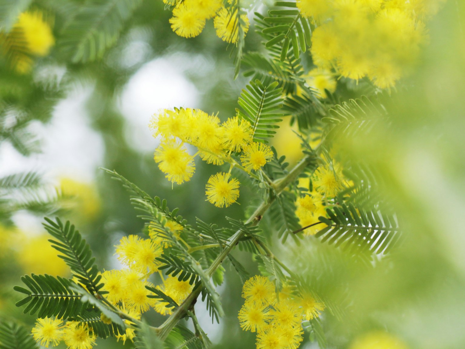 Rama con flores amarillas brillantes de mimosa y hojas verdes