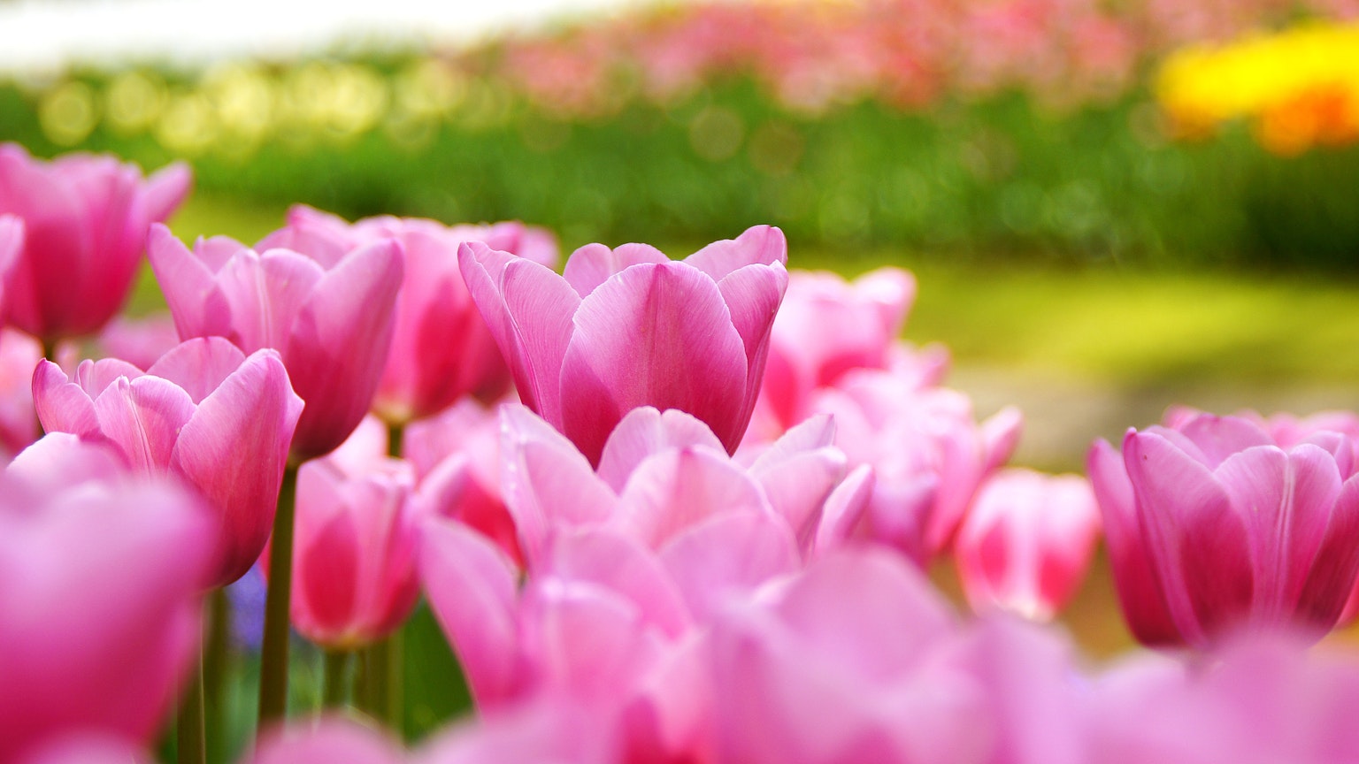 Acercamiento de tulipanes rosas floreciendo entre un campo de tulipanes coloridos