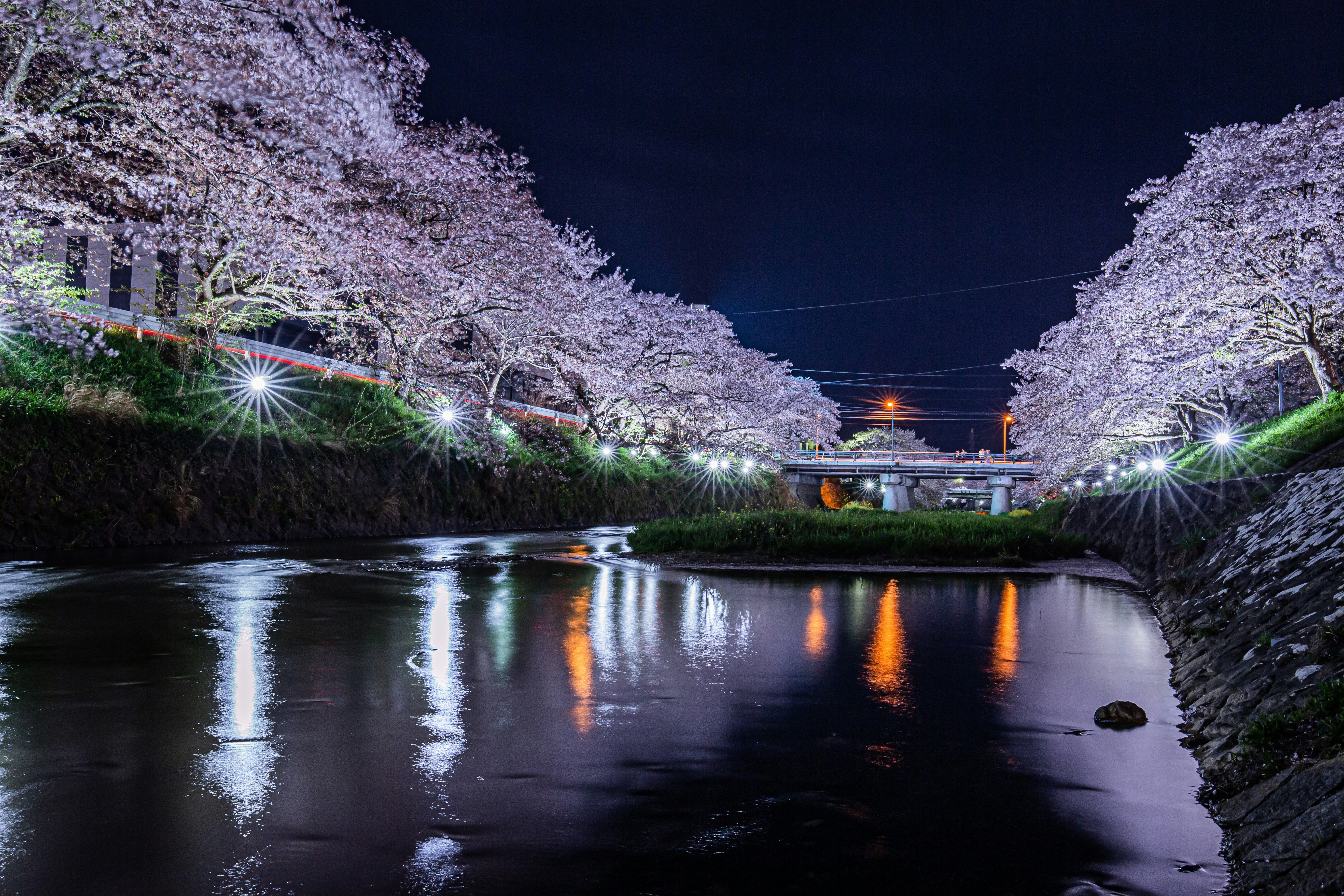夜の川沿いに咲く桜並木とライトアップ