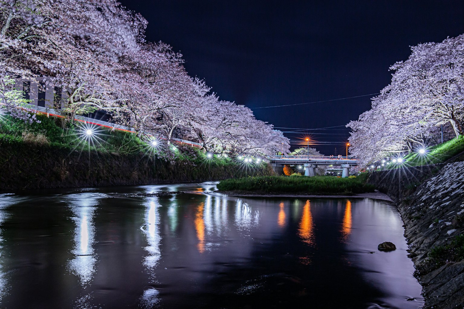 Hermosa escena nocturna de cerezos a lo largo de un río iluminado por luces